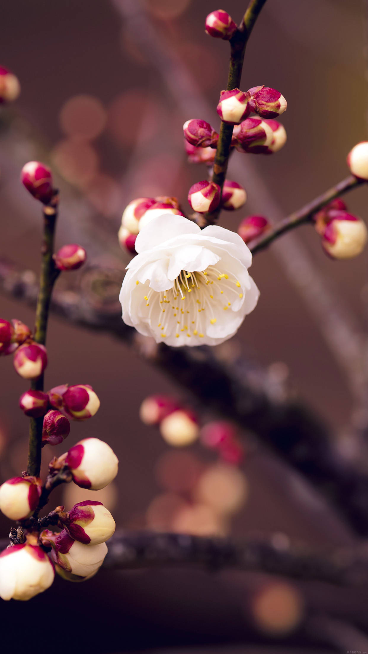 Spring Flower iPhone 桌布 壁紙 — 一朵白色梅花，帶有黃色雄蕊，在粉紅色和奶油色的花蕾中，在柔和的模糊背景下，在深色樹枝上綻放。