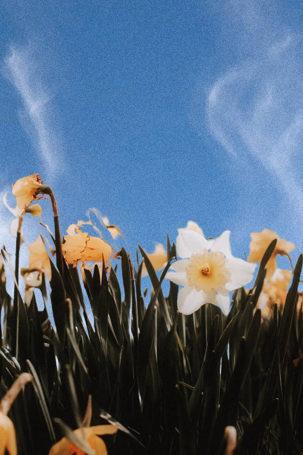 Daffodil 桌布 壁紙 — 一朵白色水仙花在蔚藍的天空下綻放，天空中有縷縷白雲，下方是深綠色的草地。