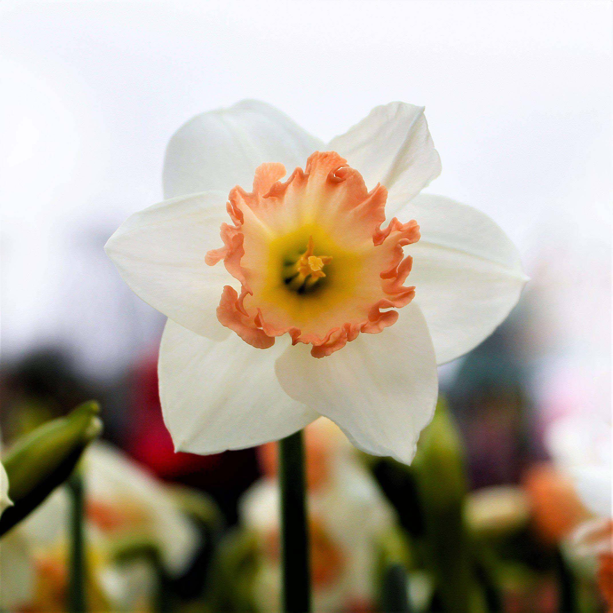 Narcissus 桌布 壁紙 — 一朵白色水仙花的特寫，帶有桃色皺邊和黃色花心，在模糊的花園背景下柔和綻放。