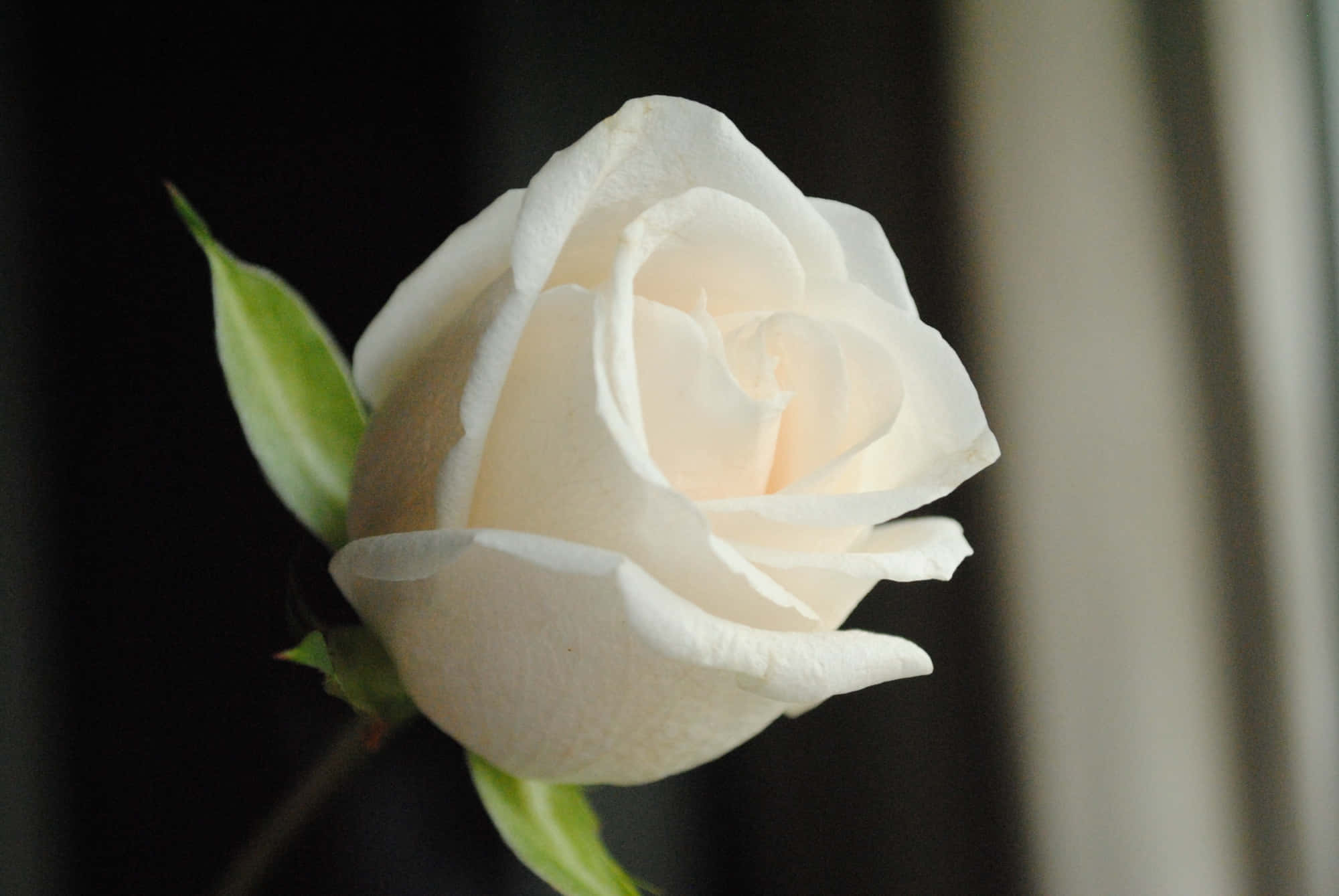 Roses 桌布 壁紙 — 一朵白色玫瑰，花瓣柔軟，綠葉襯托，在深色模糊的背景中脫穎而出。