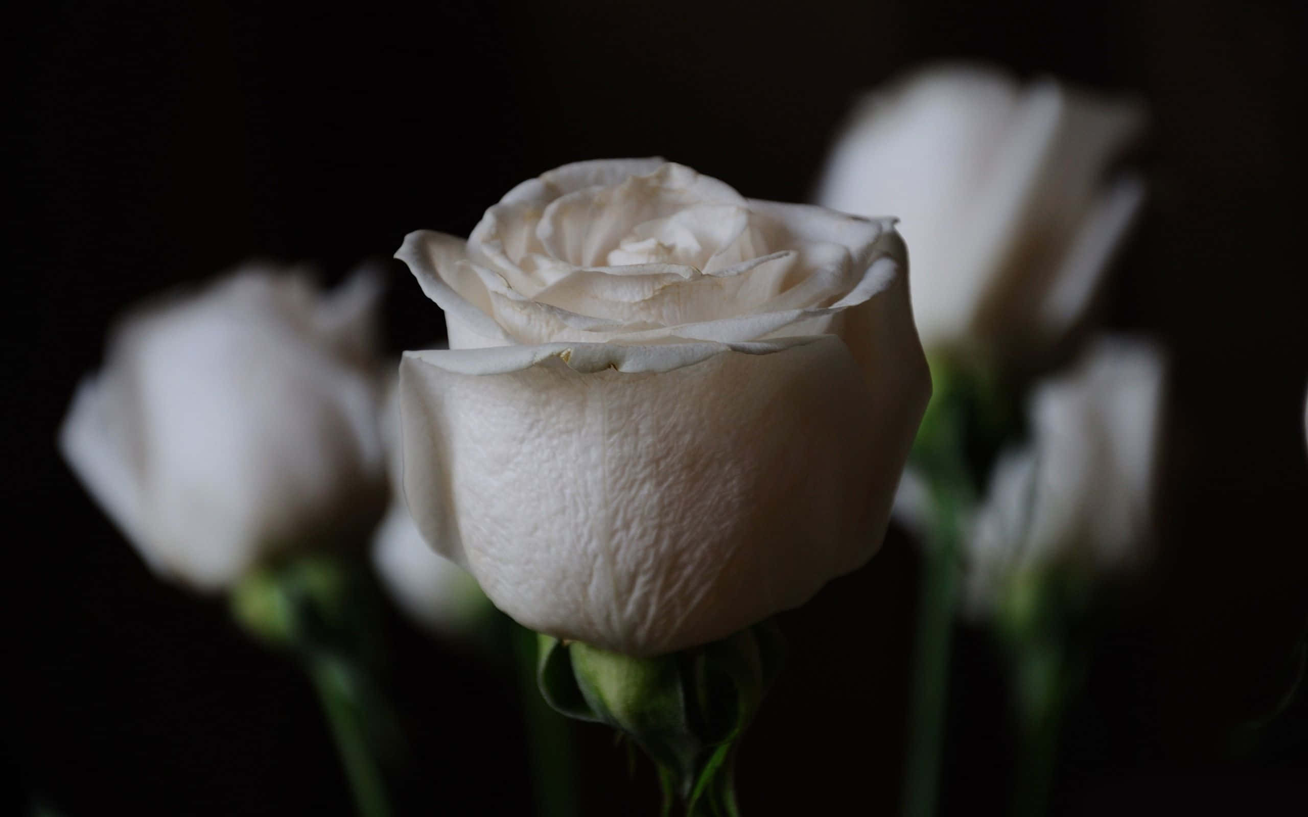 White Rose 桌布 壁紙 — 一朵白色玫瑰在黑暗背景中清晰對焦，周圍有模糊的同伴。
