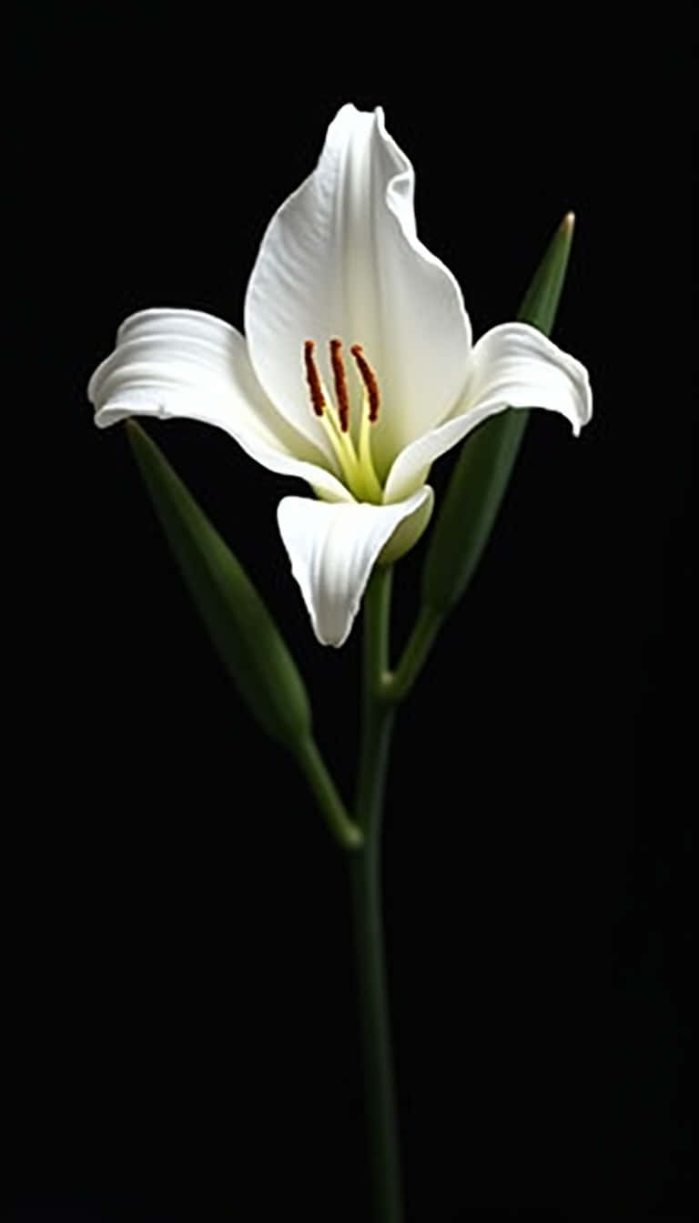 Flower 壁紙 — 一朵白色百合花，帶有紅色雄蕊，在 stark 黑色背景上綻放，並有綠色花蕾。