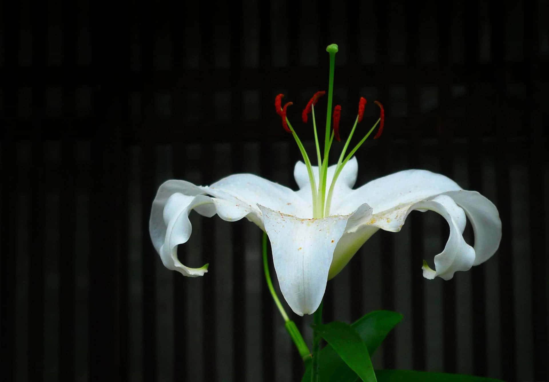 白色 桌布 壁紙 — 一朵白色百合花，帶有紅色雄蕊，在深色木條背景上綻放。