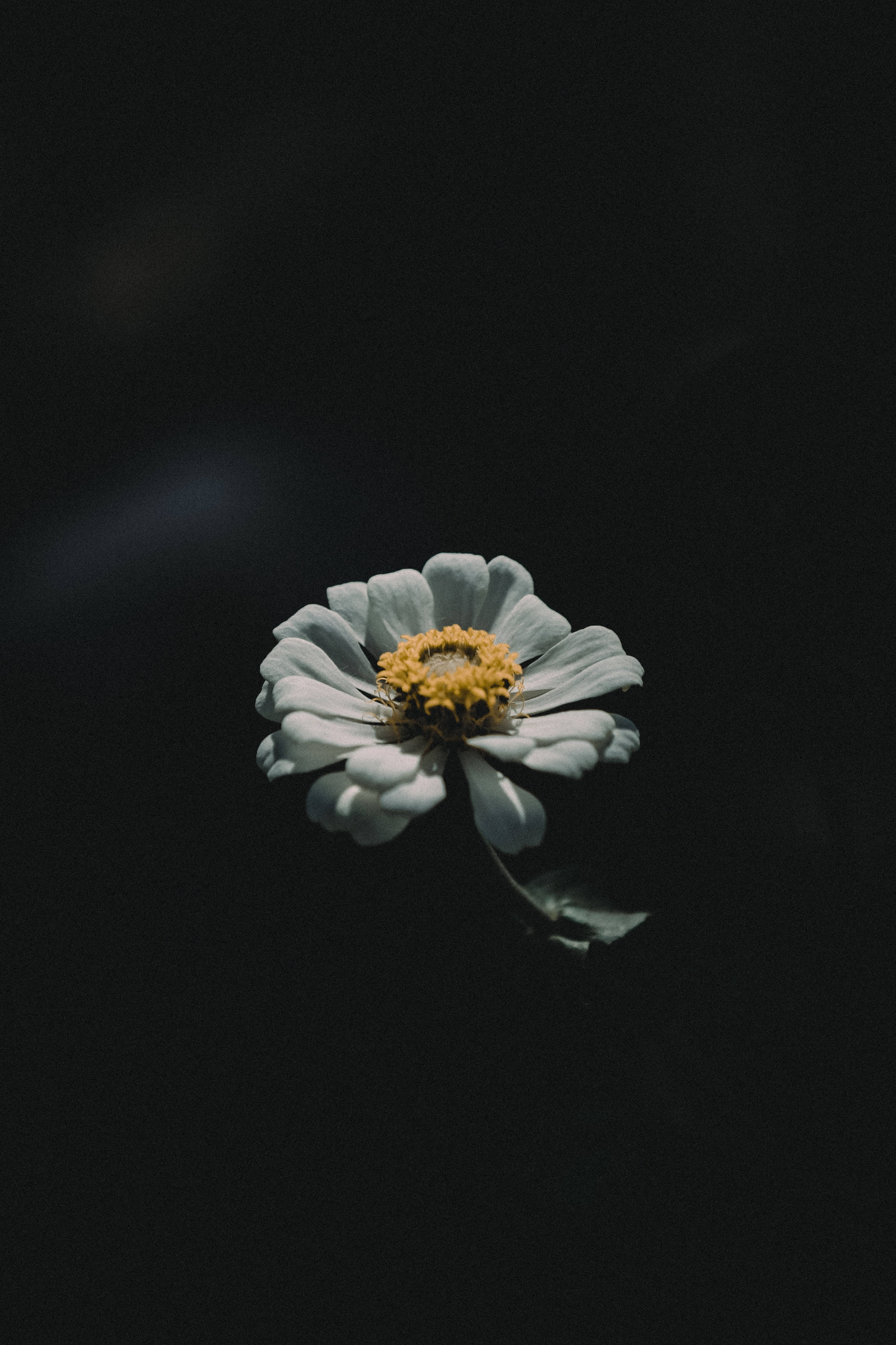 Daisy 桌布 壁紙 — 一朵白色百日菊，黃色花心，在深黑色背景上柔和發光。