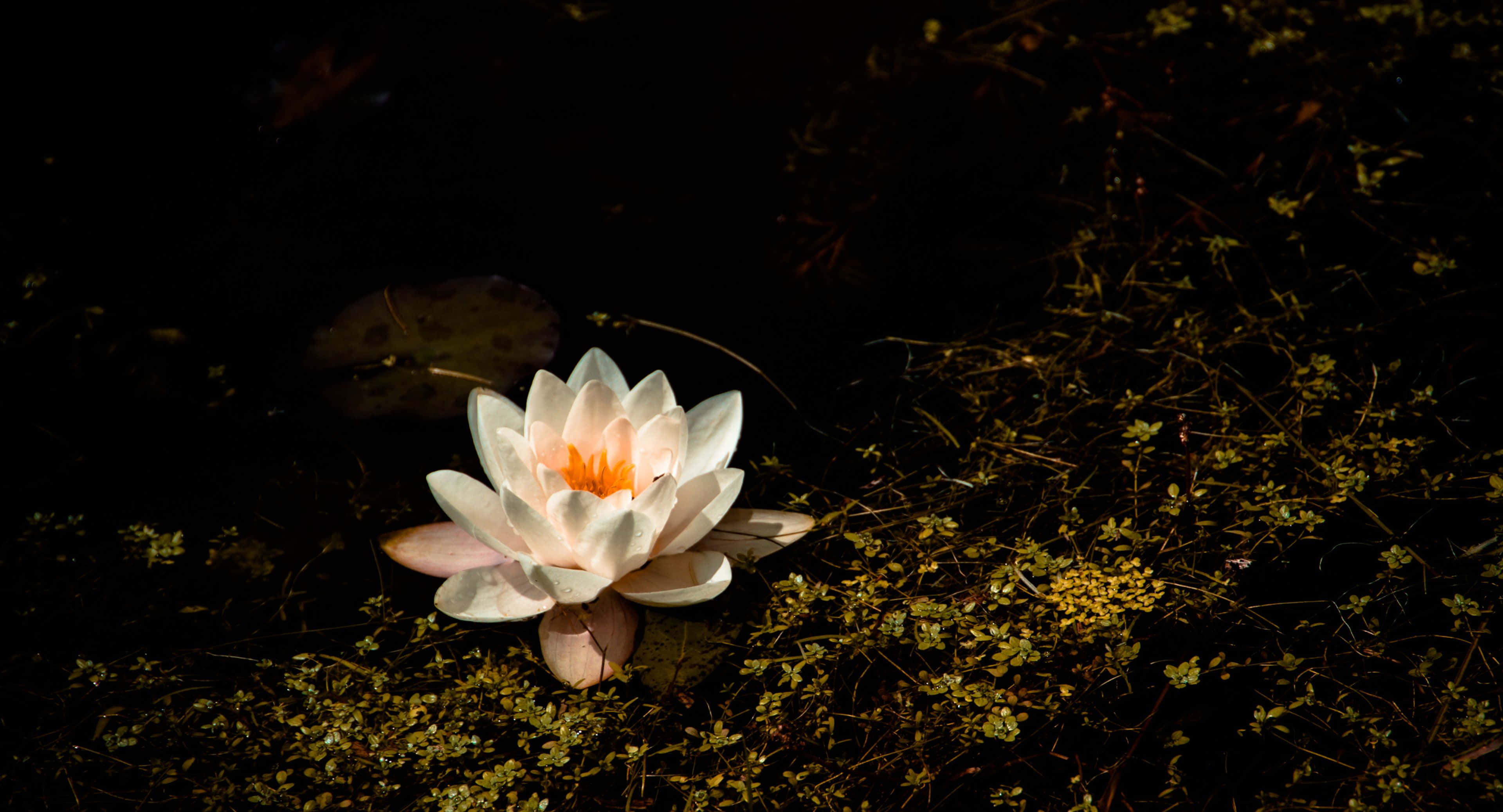 3840x2076 桌布 壁紙 — 一朵白色睡蓮，橙色花心，在深色水面上柔和綻放，周圍環繞著綠色浮萍。