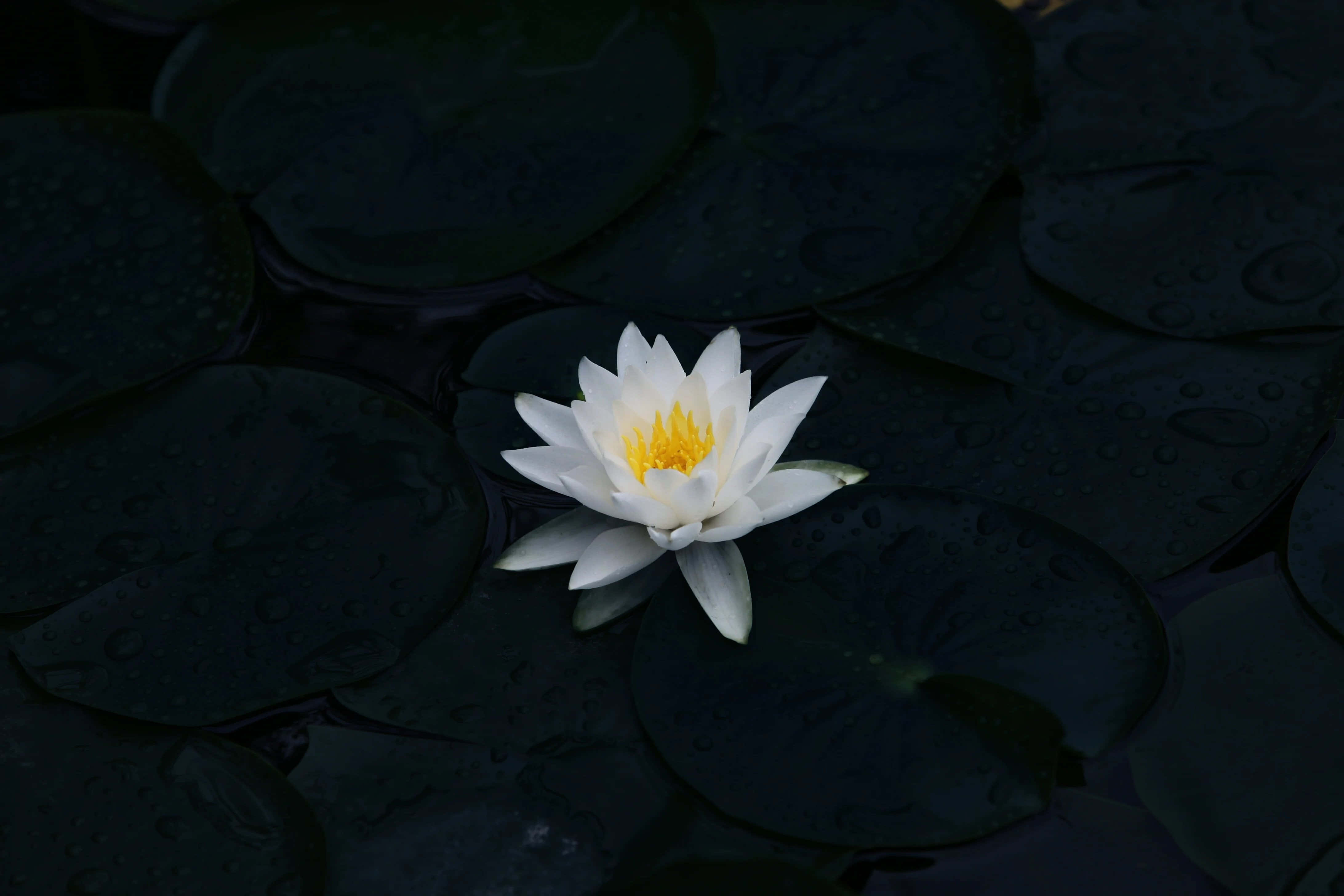 唯美花卉 桌布 壁紙 — 一朵白色睡蓮，黃色花心，在陰暗的水面上，深色睡蓮葉上點綴著雨滴，盛開著。