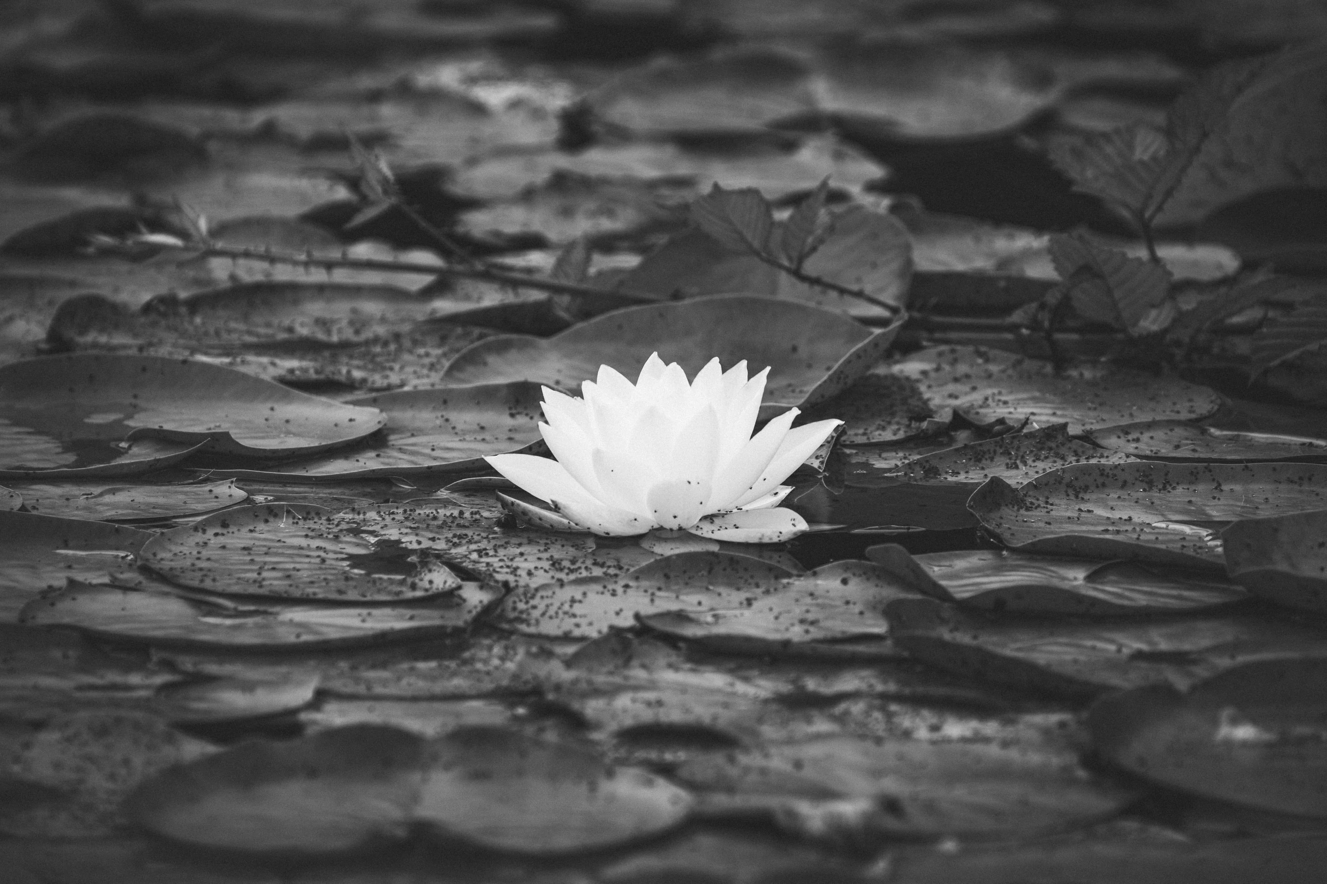 Black And White Flower 桌布 壁紙 — 一朵白色睡蓮在深色睡蓮葉上以單色調寧靜綻放，營造出平靜簡約的自然場景。