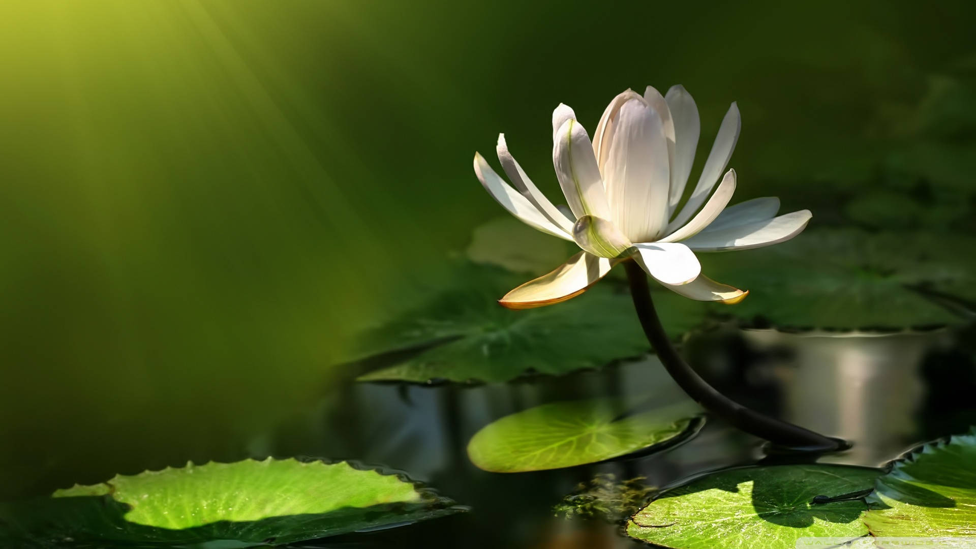 花 桌布 壁紙 — 一朵白色睡蓮在陽光明媚的池塘中優雅綻放，周圍環繞著茂盛的綠色睡蓮葉。