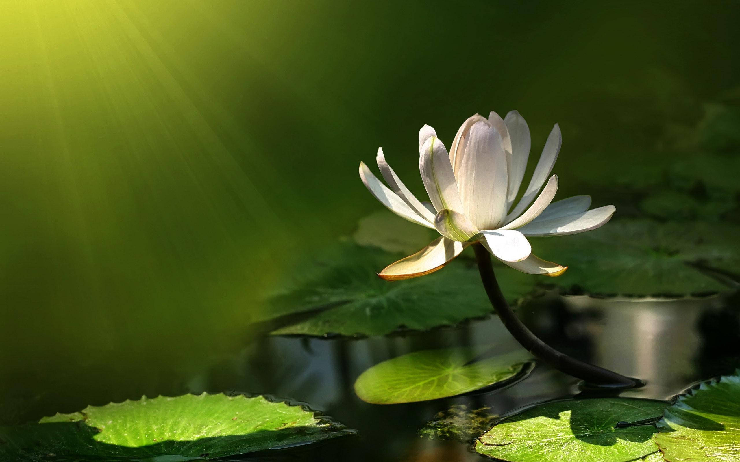 lily 桌布 壁紙 — 一朵白色睡蓮在陽光照耀的池塘上優雅綻放，翠綠的光線穿過葉片照射進來。
