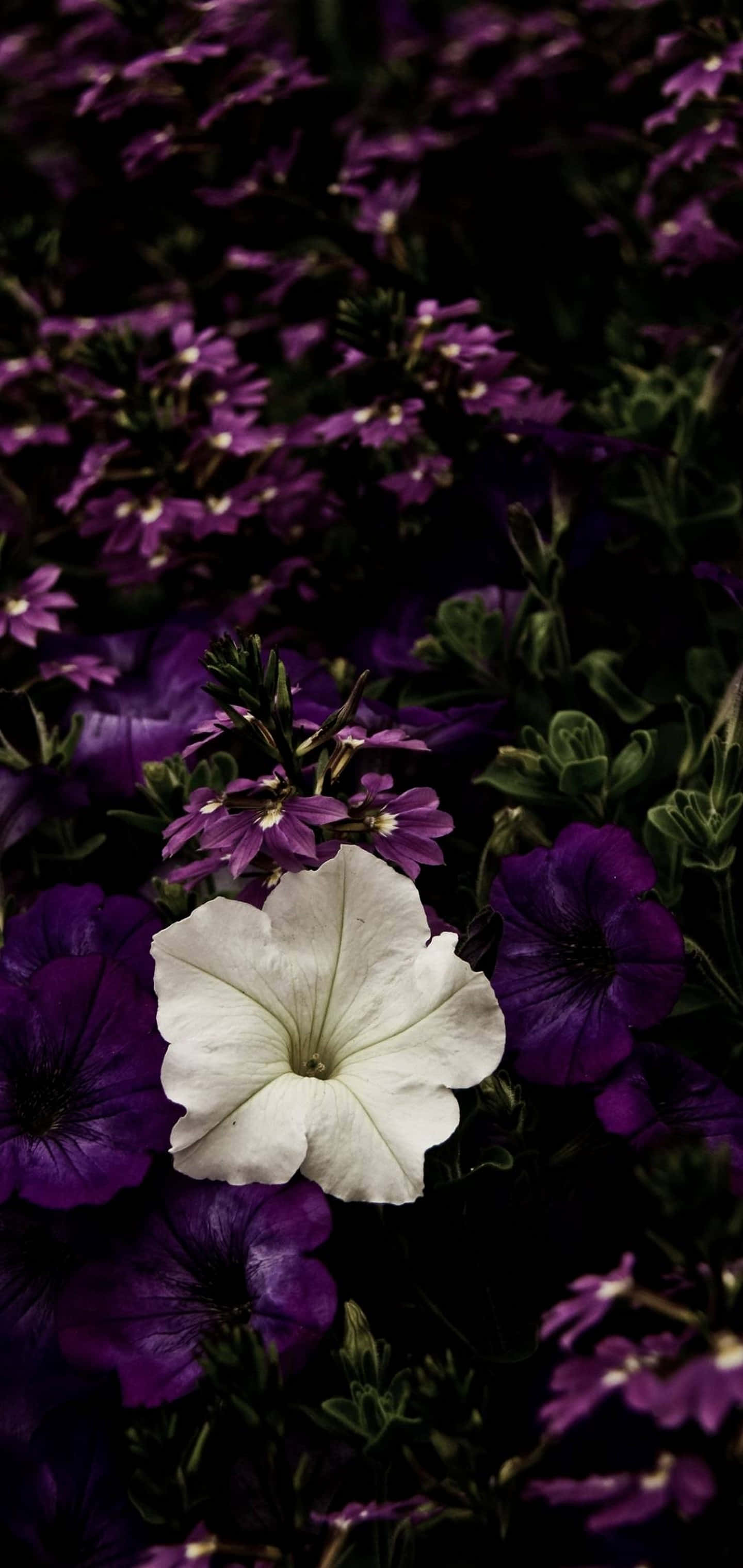 Contrast 桌布 壁紙 — 一朵白色矮牽牛花在柔和的暮光下，於一片深紫色花海中鮮明綻放。