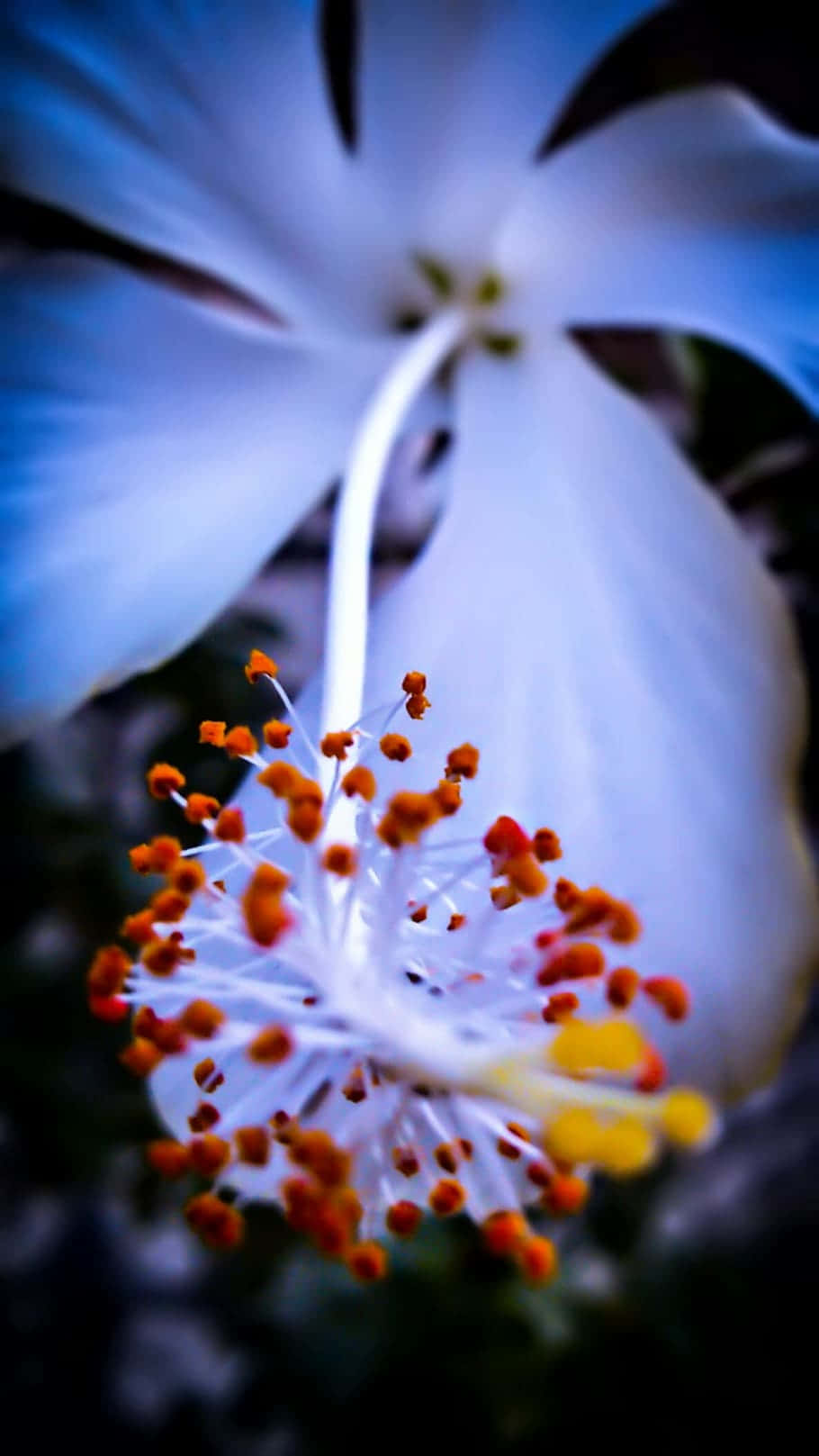 Beautiful Macro 桌布 壁紙 — 一朵白色芙蓉花的特寫，帶有充滿活力的橙色雄蕊和黃色花心，背景為深色模糊。