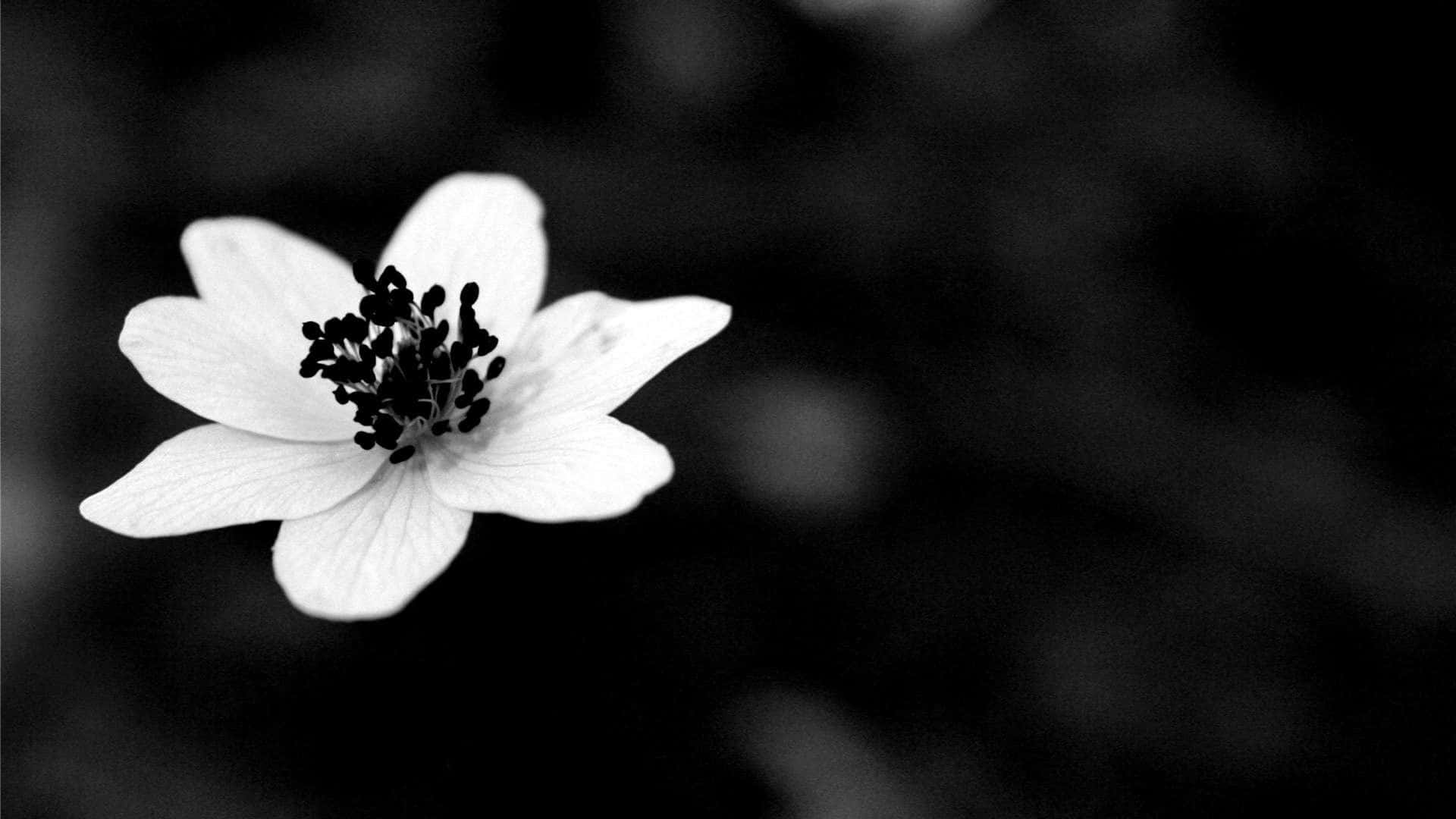 Black And White Flower 桌布 壁紙 — 一朵白色花朵，中心深色，在模糊的黑白背景上柔和綻放。