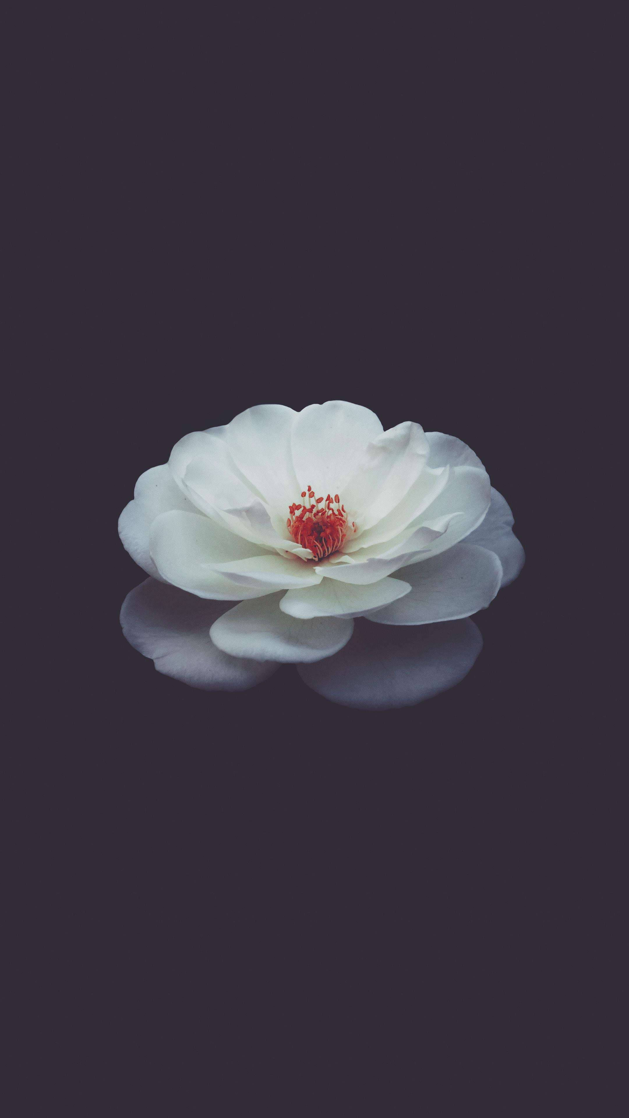 flower android 桌布 壁紙 — 一朵白色花朵，中心紅色，靜靜漂浮在深色反光表面上。