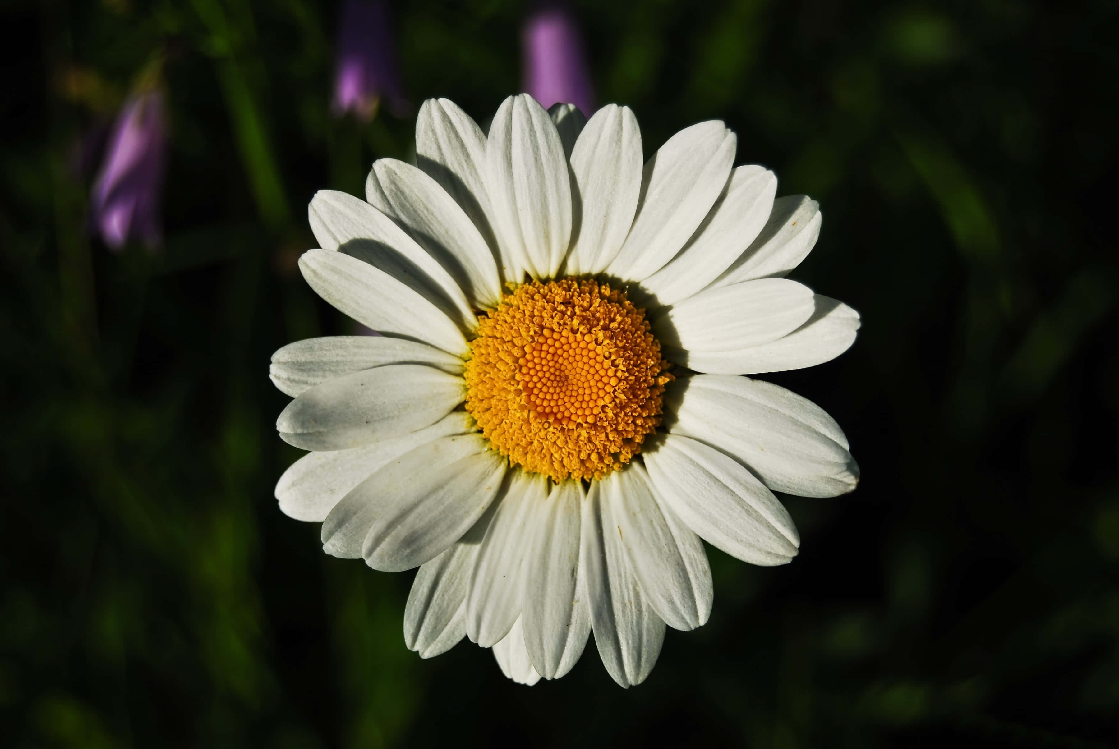 Daisy 桌布 壁紙 — 一朵白色花瓣、鮮黃色花心的雛菊，在深綠色模糊背景下明亮綻放。
