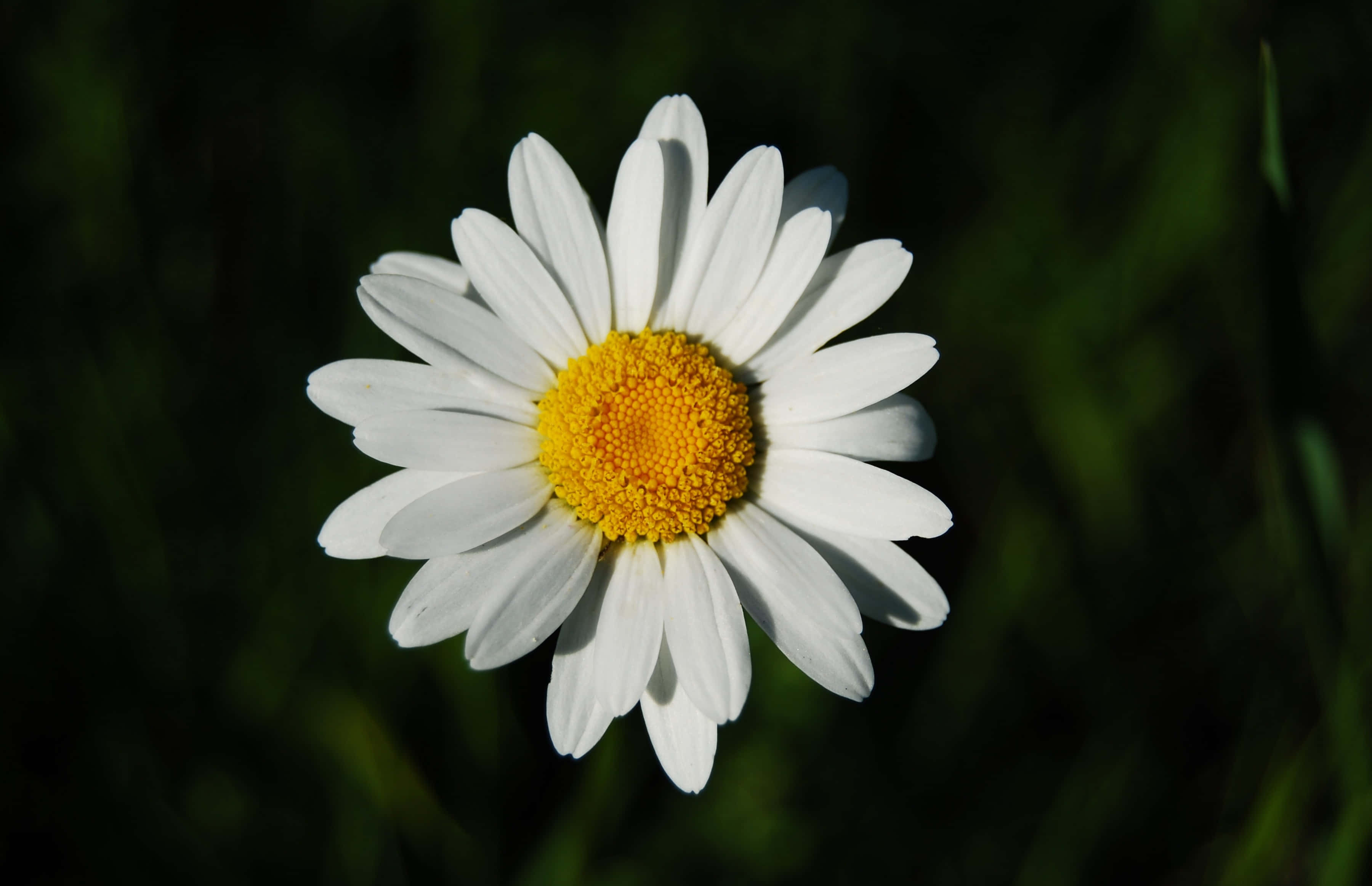Daisy Flower 桌布 壁紙 — 一朵白色花瓣、鮮黃色花心的雛菊，在深綠色模糊背景下明亮綻放。