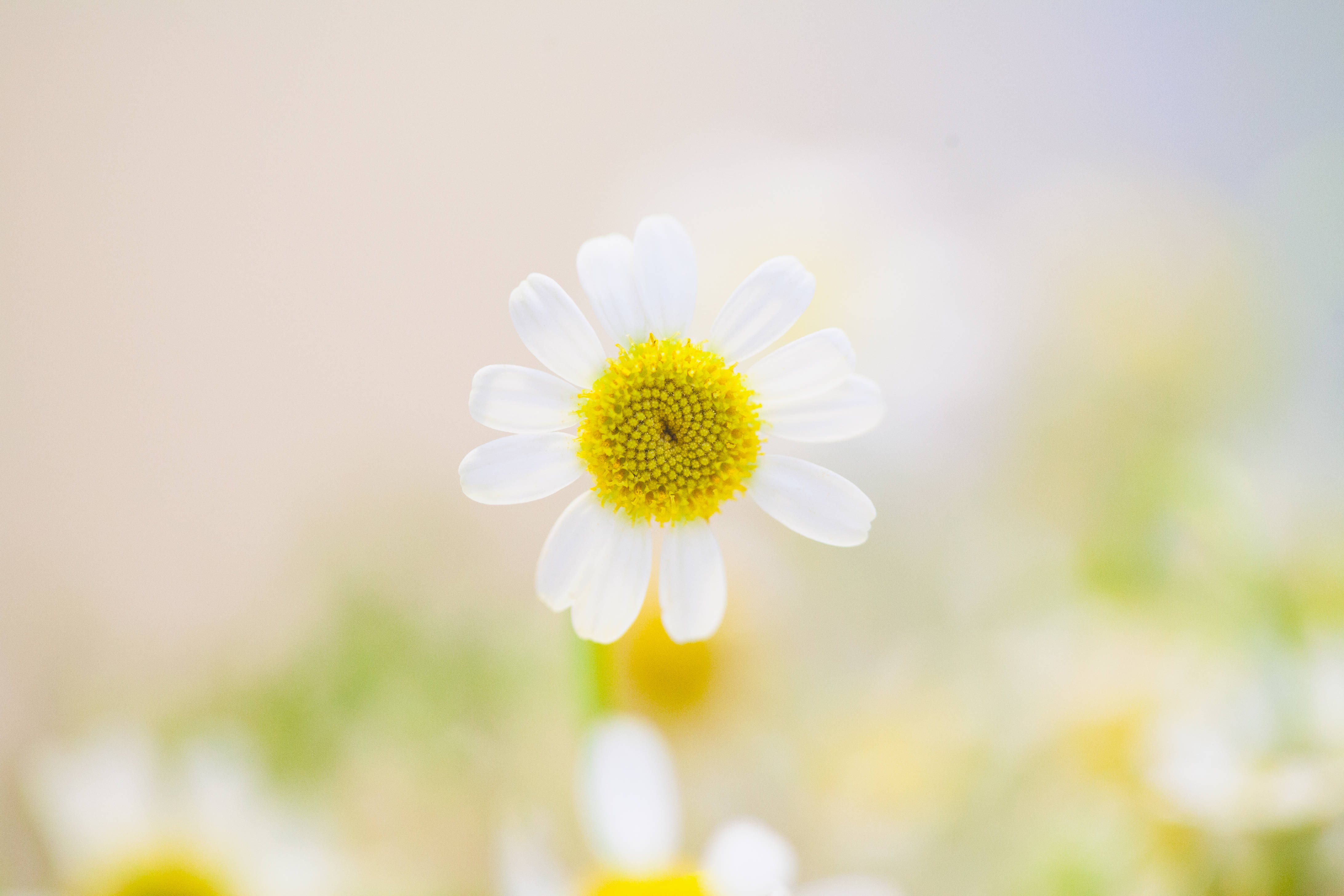 Nature Blur 桌布 壁紙 — 一朵白色花瓣、鮮黃色花心的雛菊，在模糊的草地背景下以柔焦呈現。