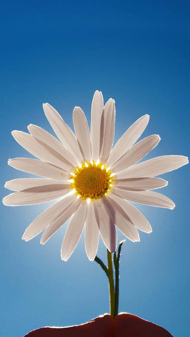 Daisy Flower 桌布 壁紙 — 一朵白色花瓣、黃色花心的雛菊，在清澈的藍天下綻放，陽光從花心透出。