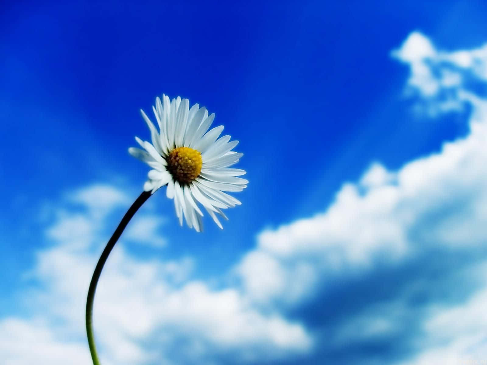 Beautiful Sky 桌布 壁紙 — 一朵白色花瓣、黃色花心的雛菊，在藍天白雲下盛開。