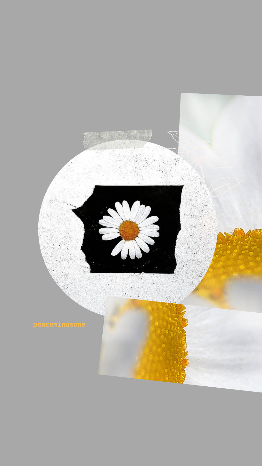 peaceminusone 桌布 壁紙 — 一朵白色花瓣、黃色花心的雛菊，鑲嵌在一個撕裂的白色圓圈內，背景為灰色，帶有抽象的花卉碎片。
