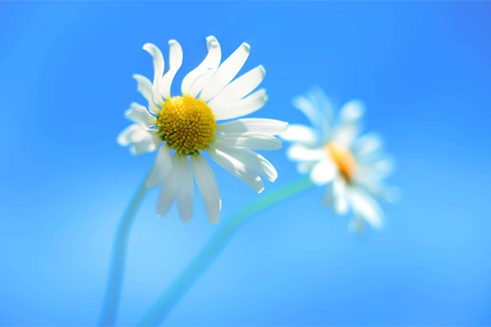 Windows Default 桌布 壁紙 — 一朵白色花瓣、黃色花心的雛菊在清澈的藍天下綻放，背景中另一朵雛菊柔和地模糊。