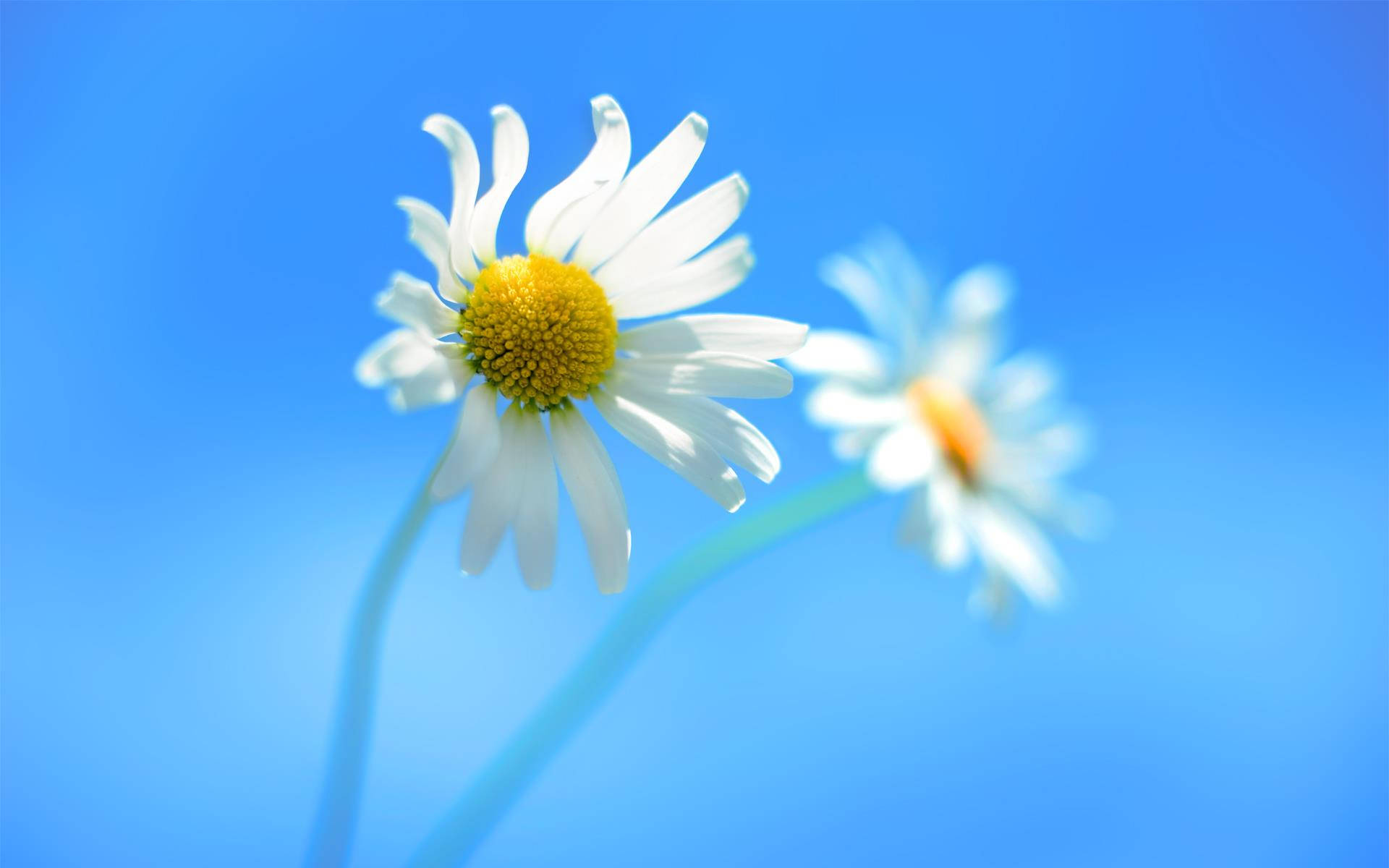 花 桌布 壁紙 — 一朵白色花瓣、黃色花心的雛菊在鮮豔的藍天下綻放，附近有一朵模糊的第二朵雛菊。