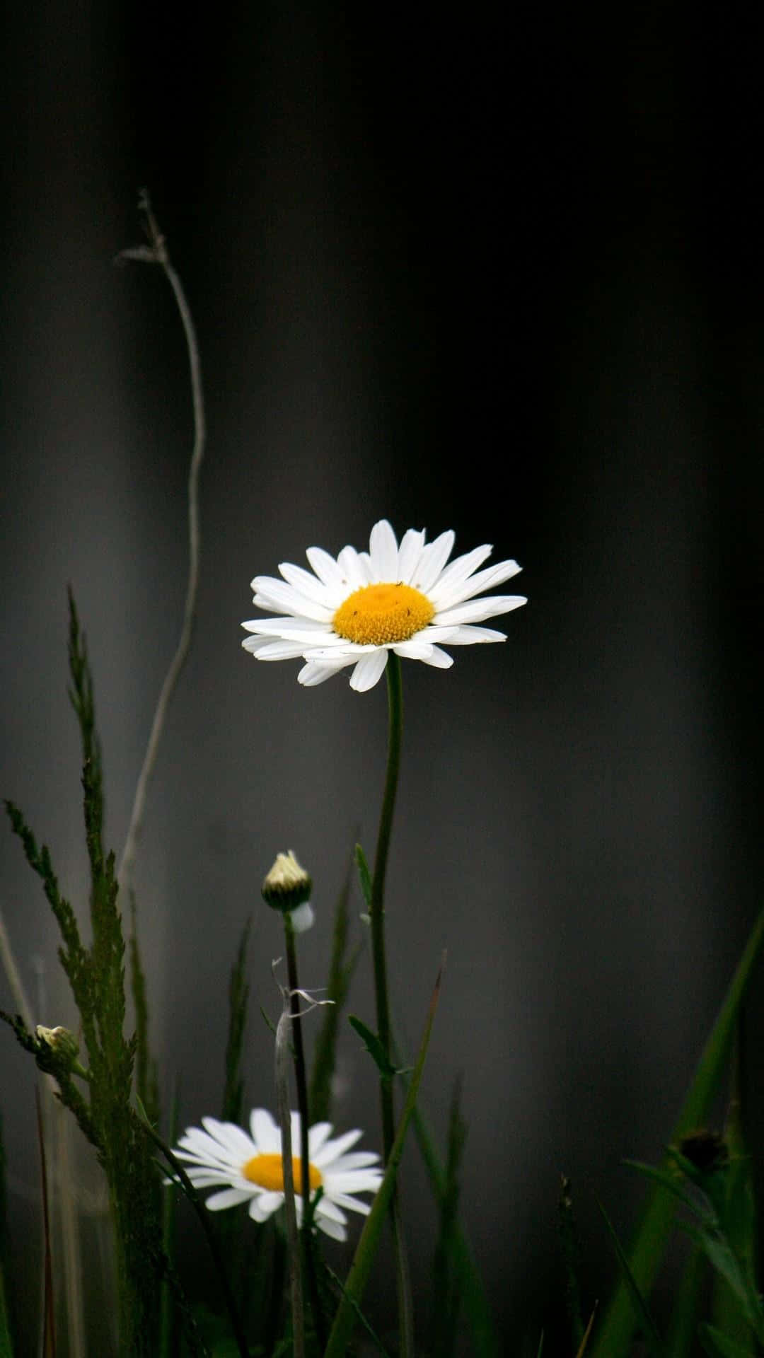 Android Daisies 桌布 壁紙 — 一朵白色花瓣明亮、黃色花心鮮豔的雛菊，在深色模糊背景中高高聳立，下方有另一朵雛菊。