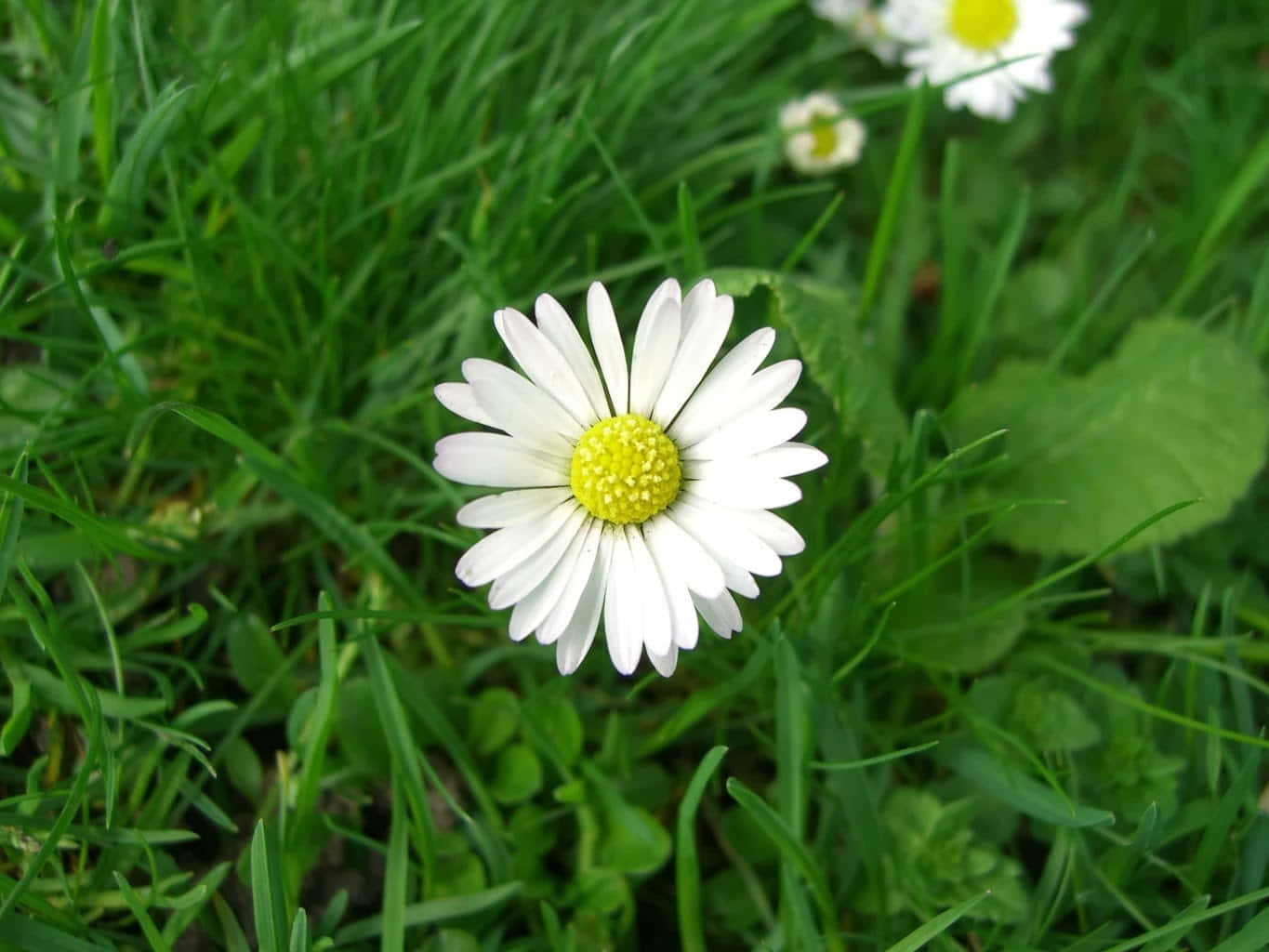 Daisy Flower 桌布 壁紙 — 一朵白色雛菊，帶有明亮的黃色中心，在柔和的自然光下，在茂密的綠草中綻放。