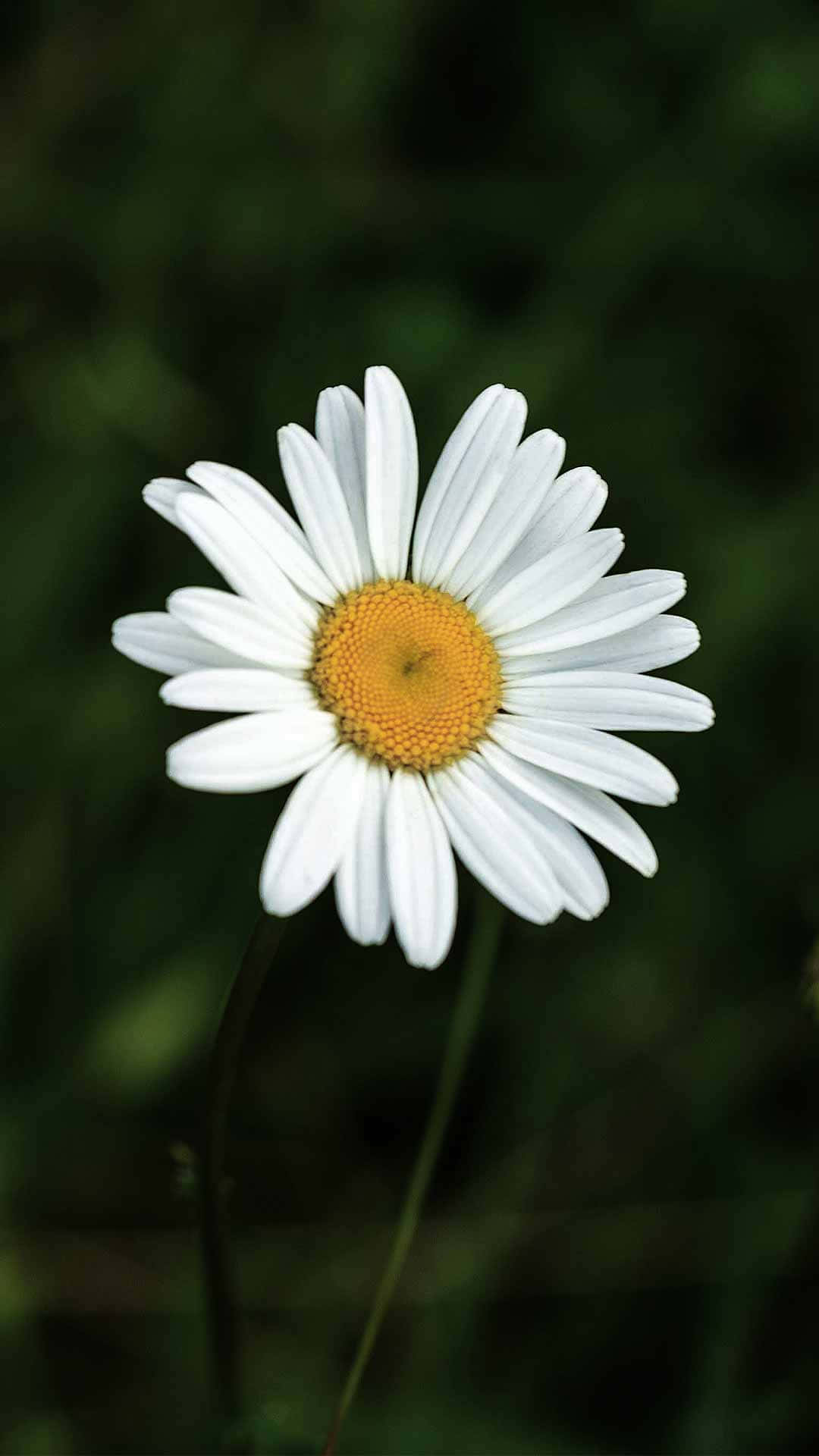 Daisy 桌布 壁紙 — 一朵白色雛菊，帶有明亮的黃色中心，在柔和的模糊綠色背景下綻放。