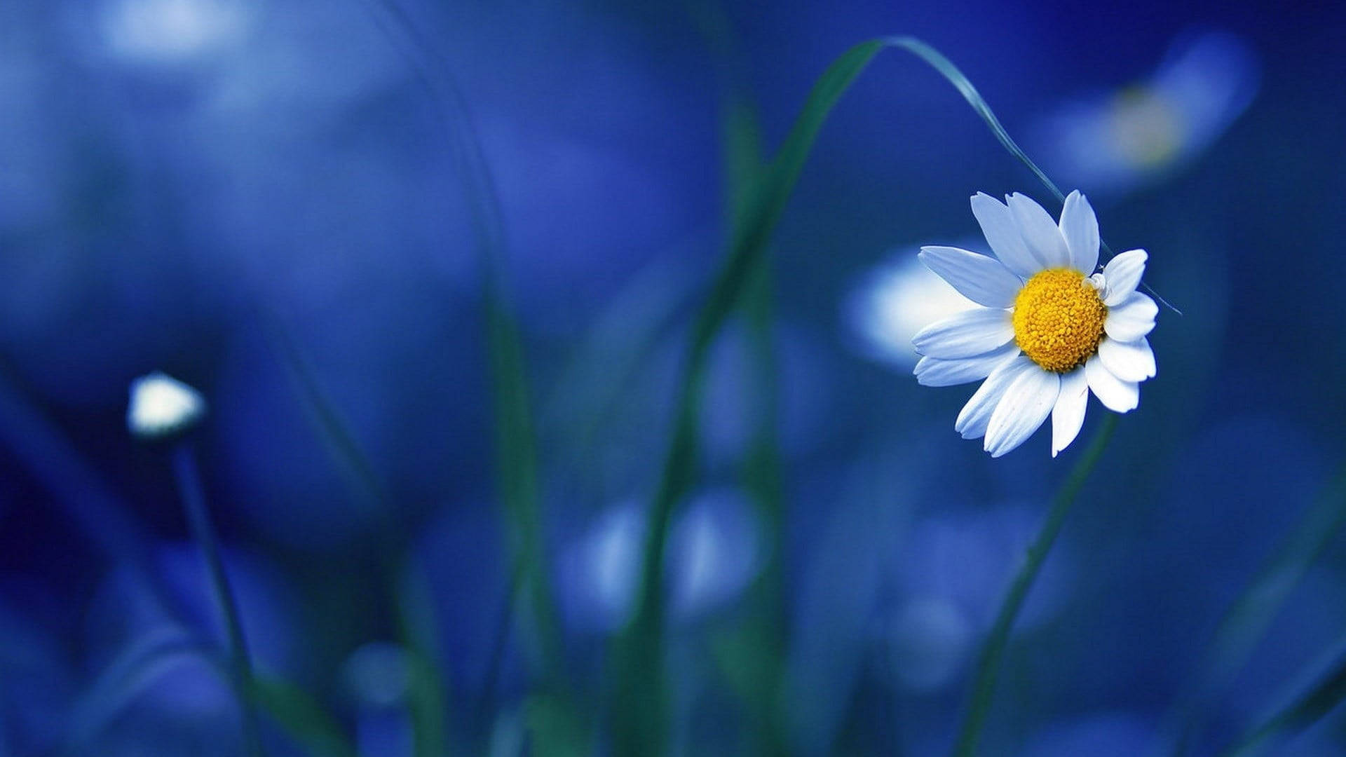 Daisy 桌布 壁紙 — 一朵白色雛菊，帶有明亮的黃色花心，在夢幻般的藍色模糊背景中綻放。