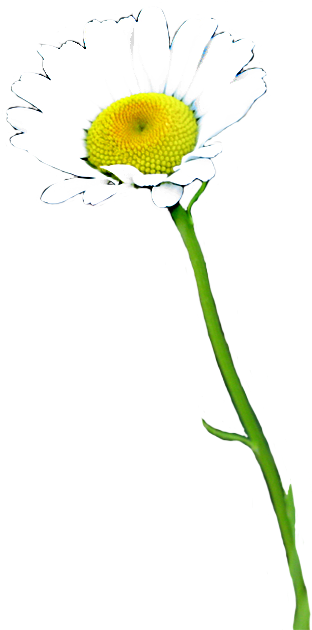 Daisies 桌布 壁紙 — 一朵白色雛菊，帶有明亮的黃色花心，在純黑背景下盛開。