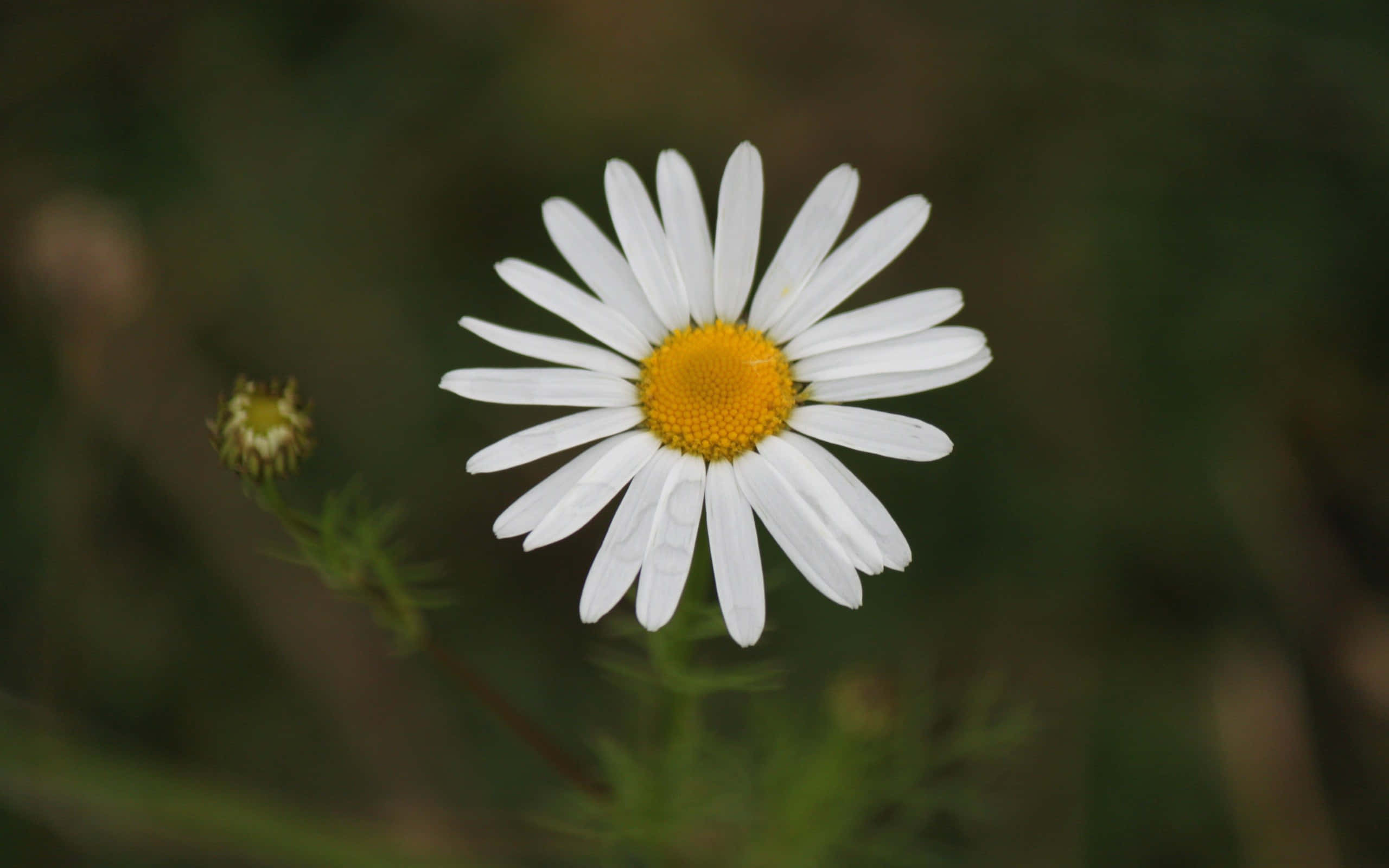 Daisy Flower 桌布 壁紙 — 一朵白色雛菊，帶有明亮的黃色花心，在模糊的綠色背景下以柔焦綻放。