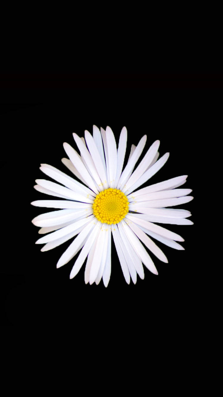 Daisy 桌布 壁紙 — 一朵白色雛菊，帶有明亮的黃色花心，在純黑背景上盛開。