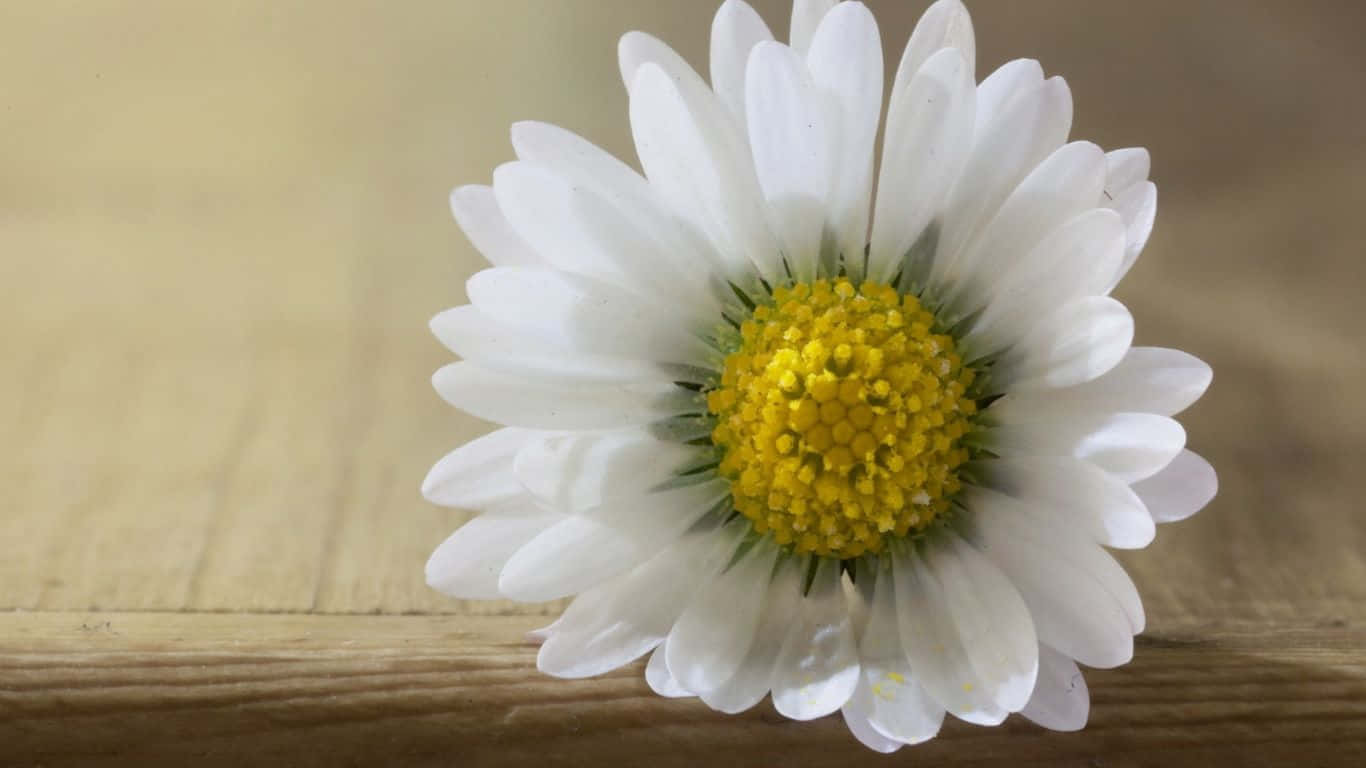 1366x768 Daisies 桌布 壁紙 — 一朵白色雛菊，帶有明亮的黃色花心，在柔和自然光線下靜置於溫暖的木質表面上。