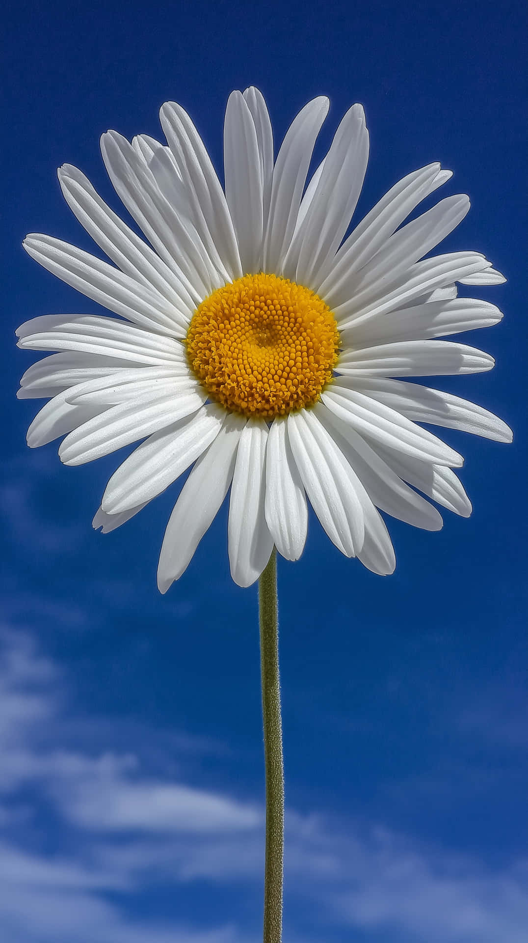 Close-up of a Daisy Against a Blue Sky Background 壁紙 — 一朵白色雛菊，帶有鮮豔的黃色中心，在帶有縷縷白雲的鮮豔藍天下綻放。
