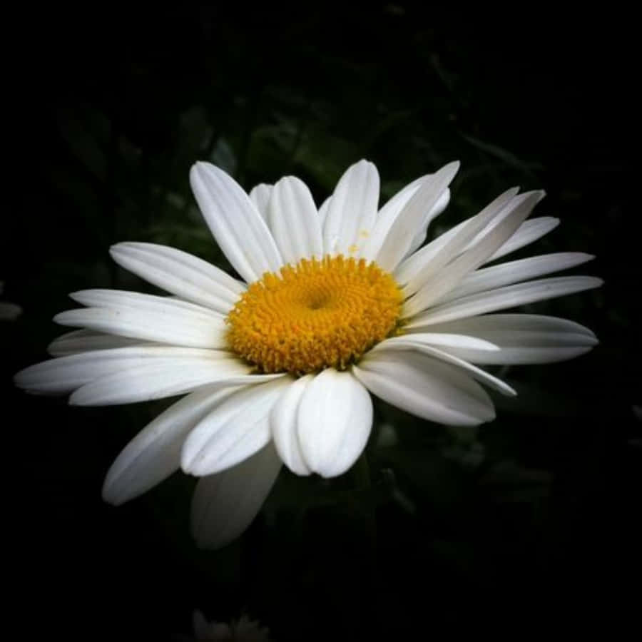 Daisy Flower 桌布 壁紙 — 一朵白色雛菊，帶有鮮豔的黃色花心，在深黑色背景上明亮地綻放。
