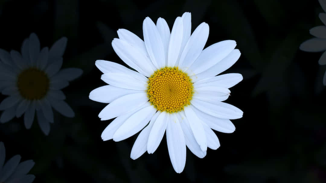Daisy 桌布 壁紙 — 一朵白色雛菊，帶有鮮豔的黃色花心，在黑暗模糊的背景中明亮綻放。