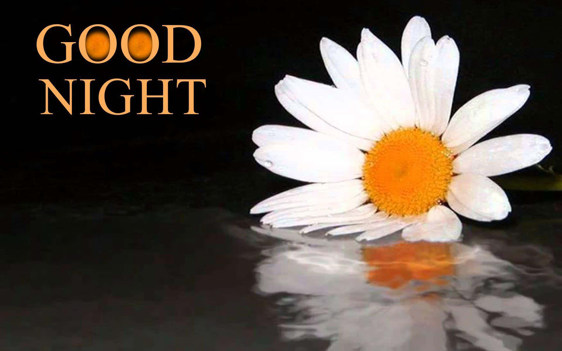 good night animated 桌布 壁紙 — 一朵白色雛菊，橙色花心，輕輕漂浮在深色水面上，水面倒映著花瓣和上方金色的「GOOD NIGHT」文字。