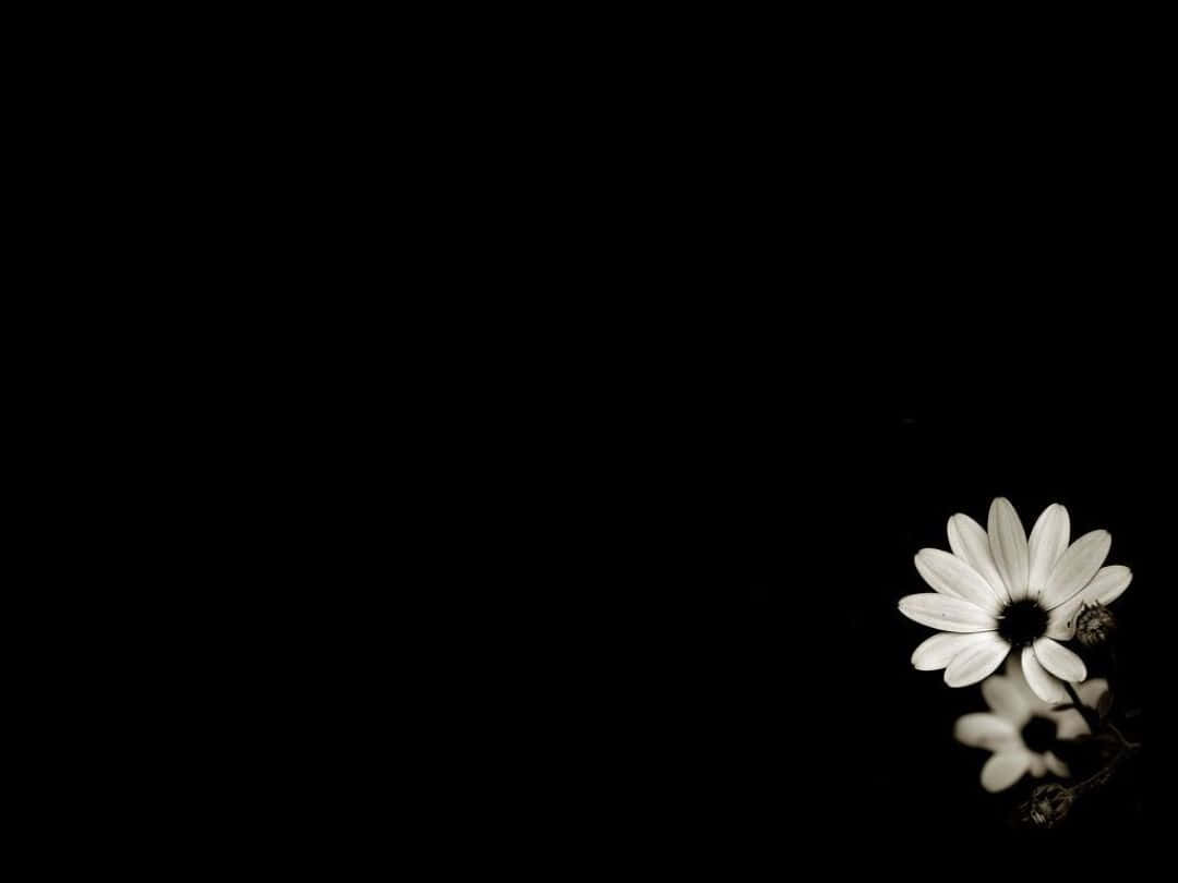 Black And White Flower iPhone 桌布 壁紙 — 一朵白色雛菊，深色花心，在純黑背景下綻放，其倒影隱約可見於下方。