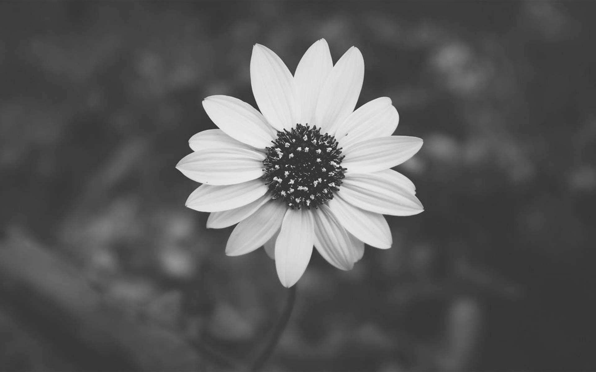 灰色美學動圖 桌布 壁紙 — 一朵白色雛菊，花心深色，在模糊的灰階背景上柔和地綻放。