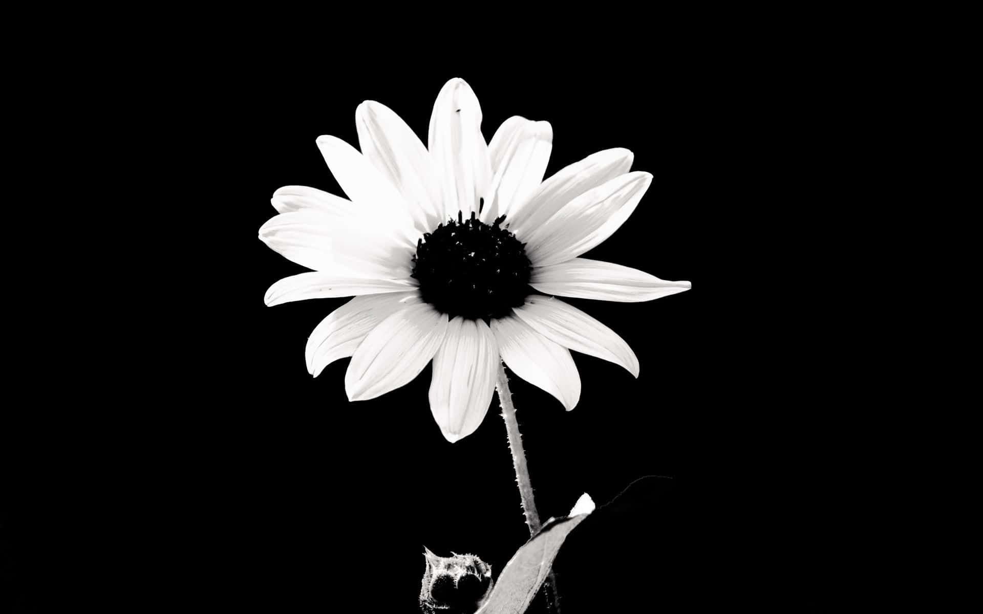 Dark Flower Aesthetic 桌布 壁紙 — 一朵白色雛菊，花心深色，在純黑背景上以高對比黑白影像突出呈現。