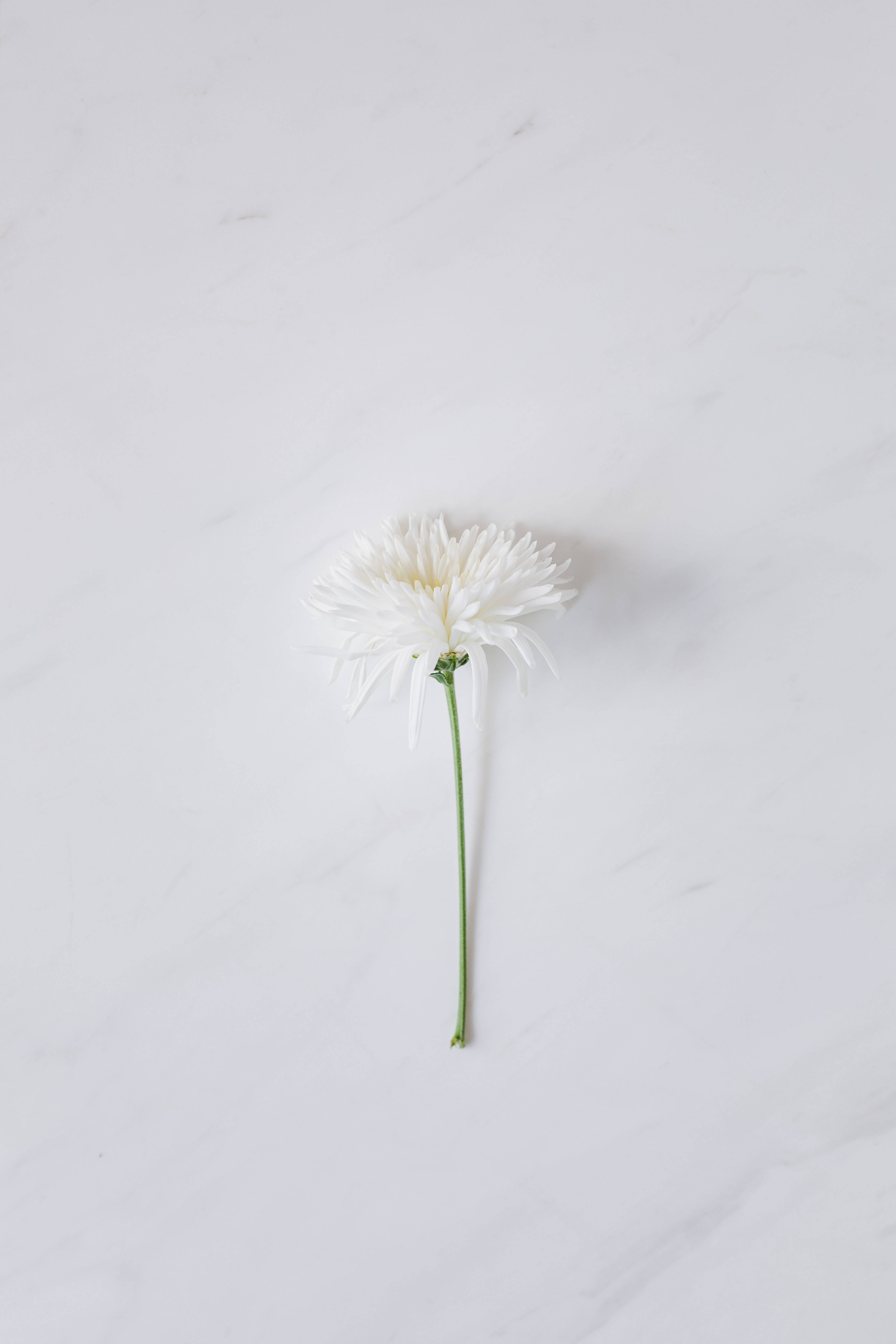 白色 桌布 壁紙 — 一朵白色雛菊，花瓣精緻，靜置在光滑的白色大理石表面上。