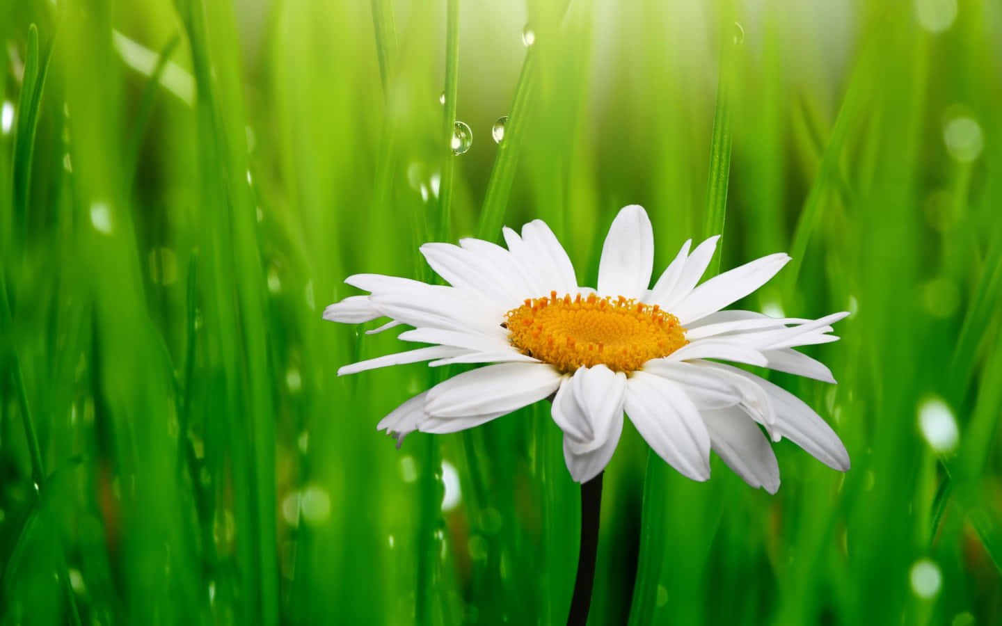Daisy Flower 桌布 壁紙 — 一朵白色雛菊，金色花心，在柔和的陽光下，於沾滿露珠的翠綠草地上盛開。