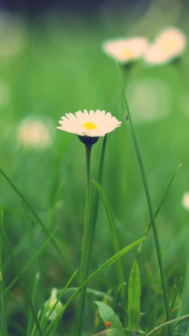 Wild Flower In Meadows 桌布 壁紙 — 一朵白色雛菊，黃色花心，在柔和的自然光下，於充滿活力的綠草中盛開。