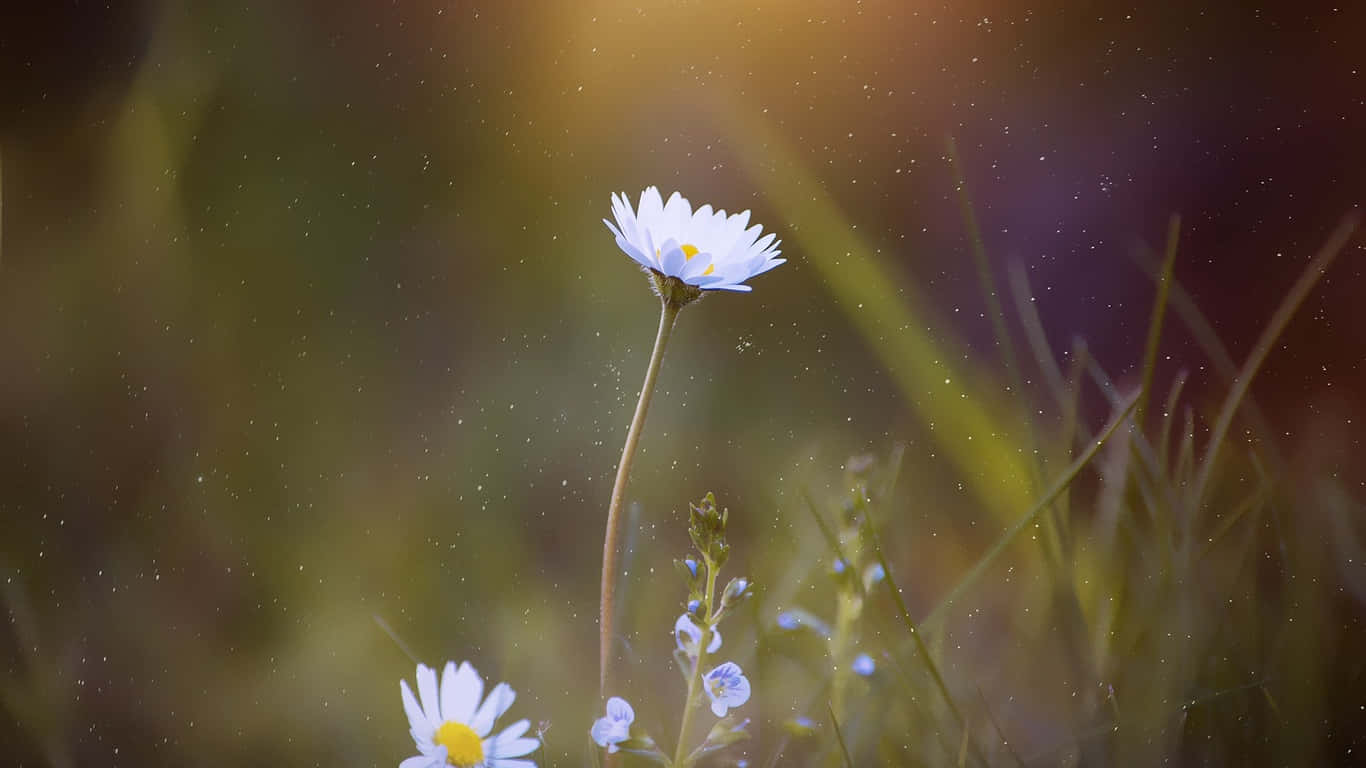 1366x768 Daisies 桌布 壁紙 — 一朵白色雛菊，黃色花心，在柔軟的草地上高高聳立，金色陽光穿透，營造出夢幻般的散景背景。