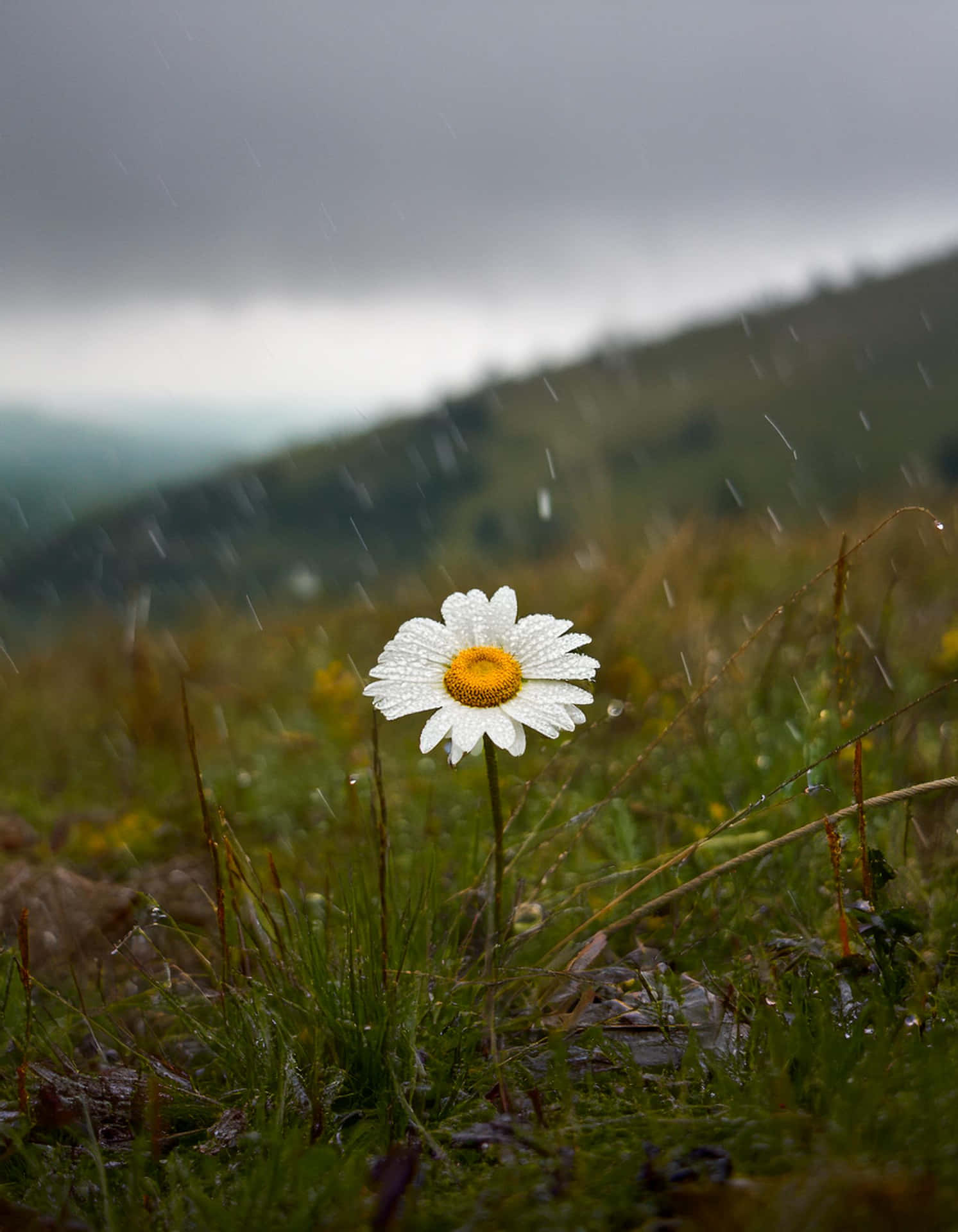 The Elegance of Daisy in the Rain 壁紙 — 一朵白色雛菊，黃色花心，在灰色天空下雨濕的草地上盛開。