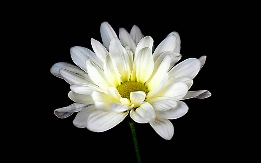 花朵 4K 桌布 壁紙 — 一朵白色雛菊，黃色花心，在純黑背景上盛開。