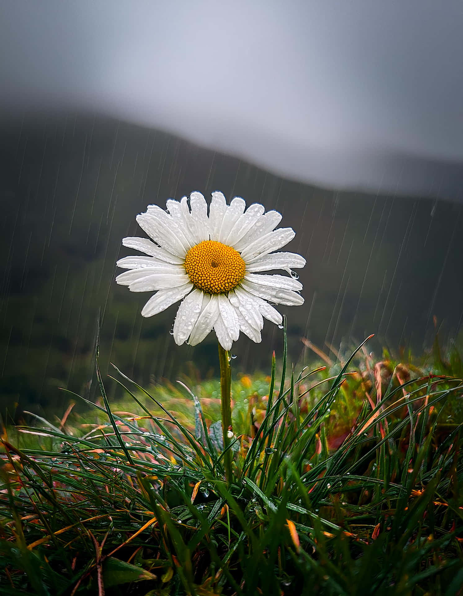 The Elegance of Daisy in the Rain 壁紙 — 一朵白色雛菊，黃色花心，在草上的雨滴中堅韌地站立，背景是模糊的山巒。