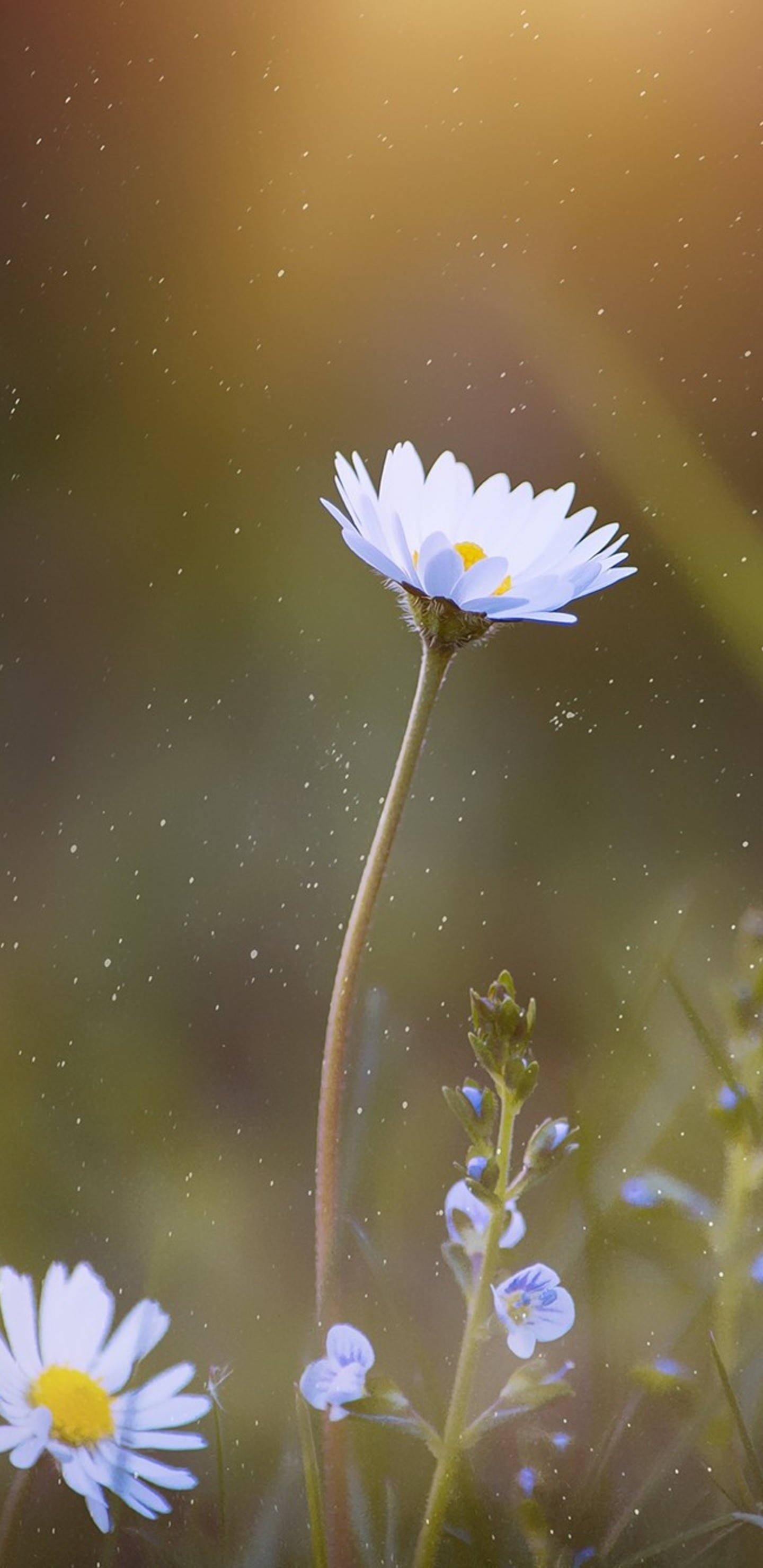 Daisy 桌布 壁紙 — 一朵白色雛菊，黃色花心，在陽光明媚的田野中高高聳立，帶有柔和散景和漂浮粒子。