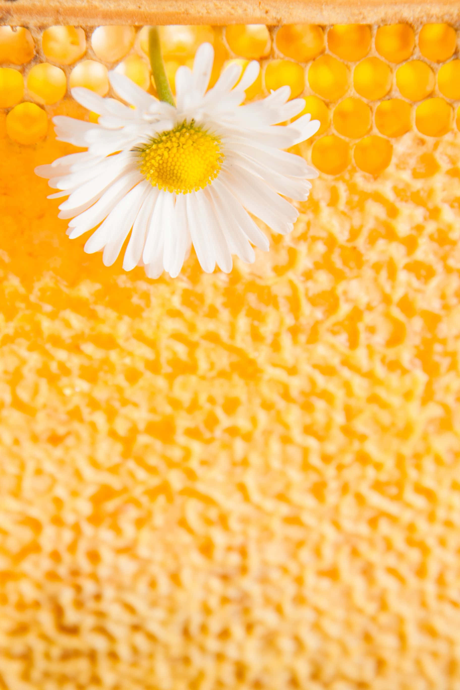 1824x2736 桌布 壁紙 — 一朵白色雛菊，黃色花心，放在一個裝滿蜂蜜的金色蜂巢上。