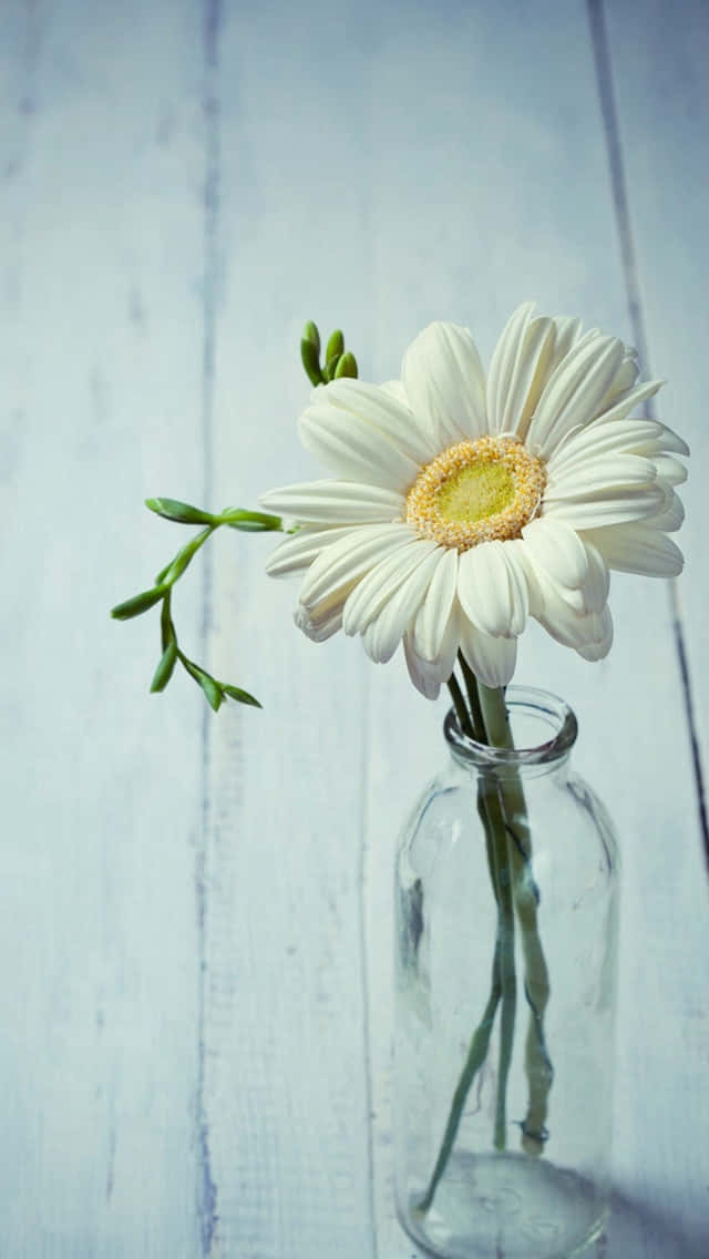Daisy 桌布 壁紙 — 一朵白色雛菊，黃色花心，放在一個透明玻璃瓶內，置於經風化的淺藍色木質表面上。
